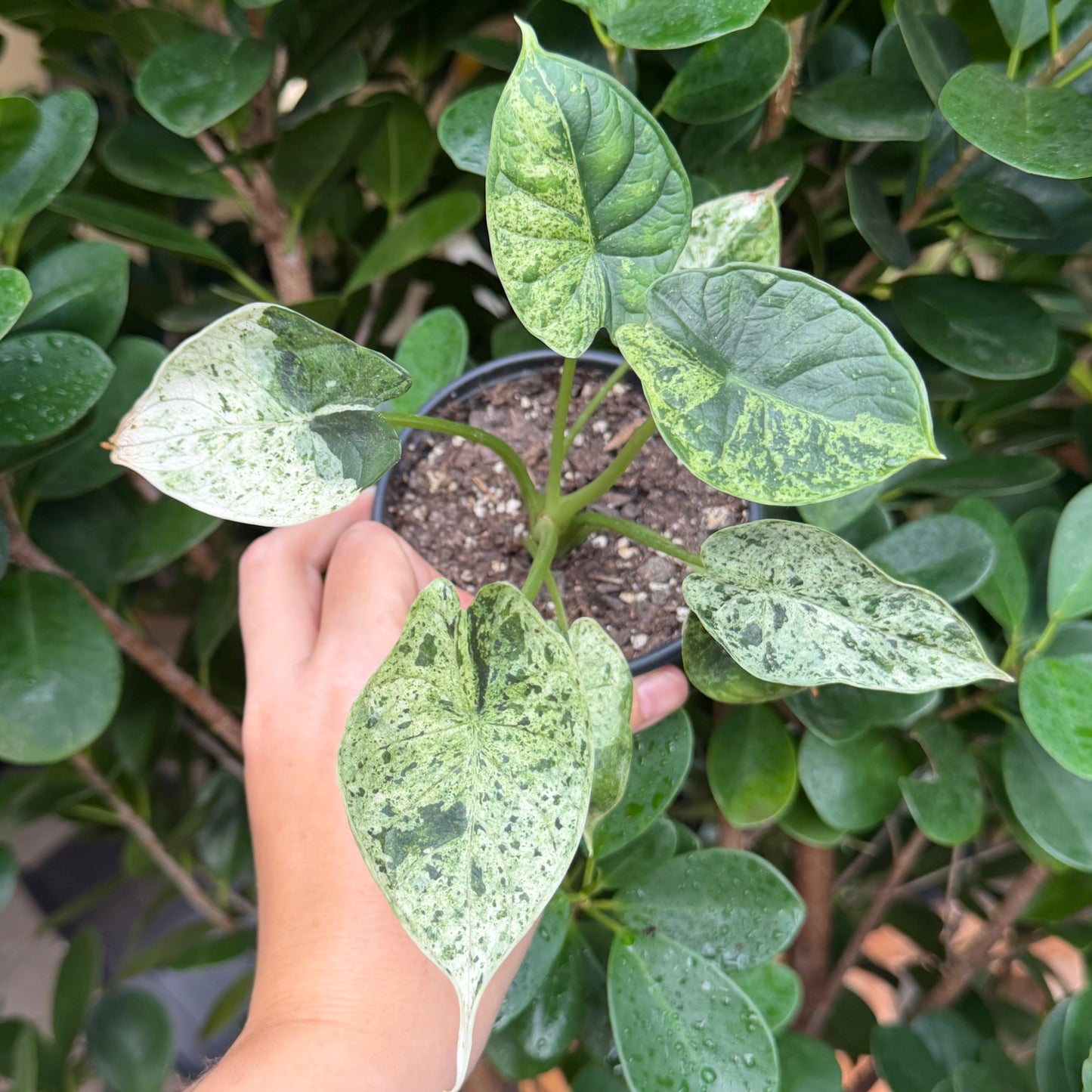 Variegated Alocasia Dragon Scale Mint, 4" pot