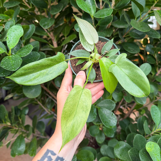 Philodendron Florida Ghost, 4" pot