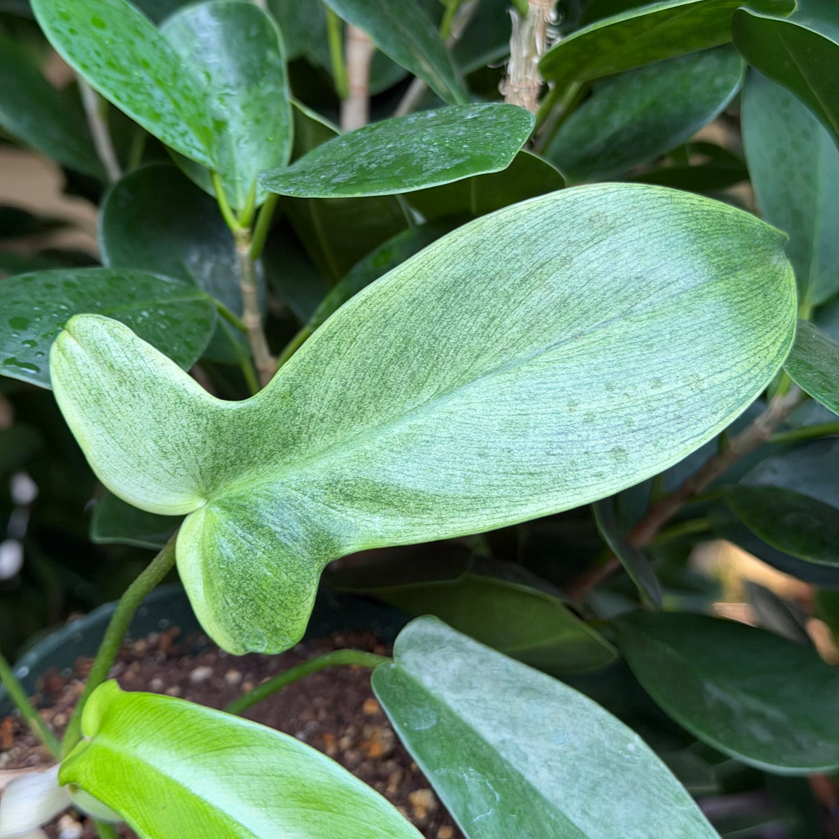 Philodendron Florida Ghost, 4" pot
