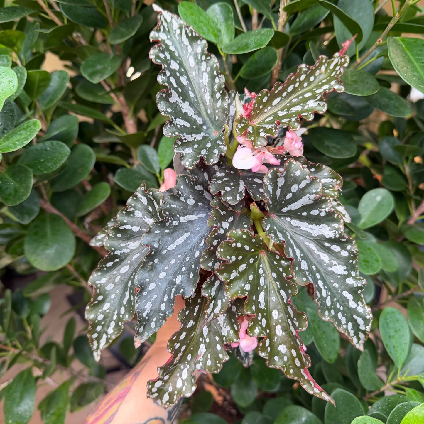 Begonia Spotlight Dark, 4.5" pot