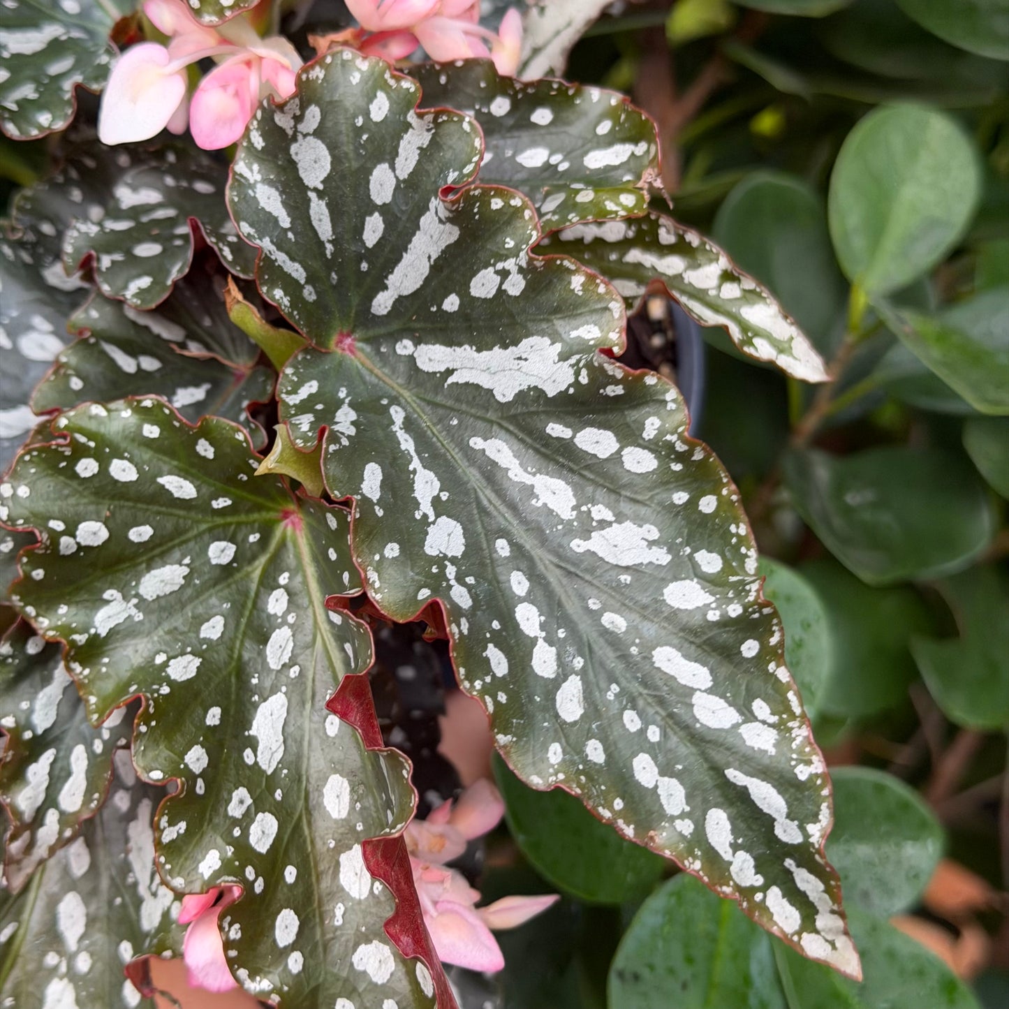 Begonia Spotlight Dark, 4.5" pot