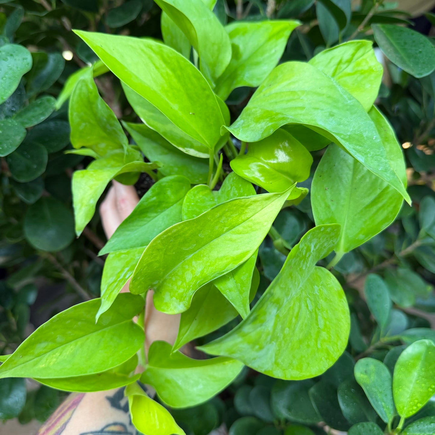 Neon Pothos, 4" Pot