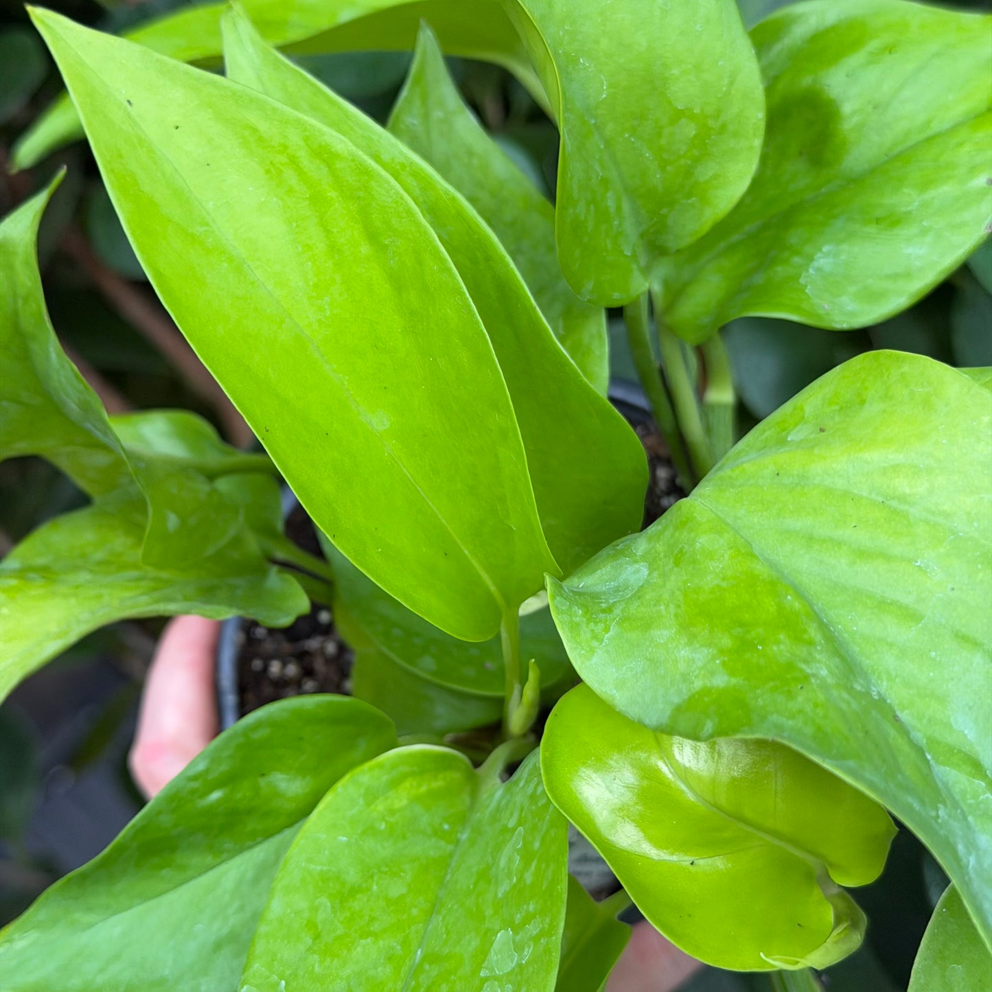 Neon Pothos, 4" Pot