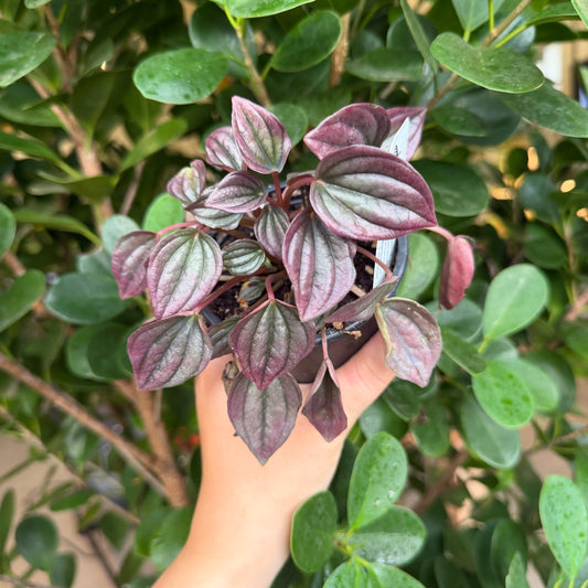 Peperomia Caperata Cayenne, 3" pot