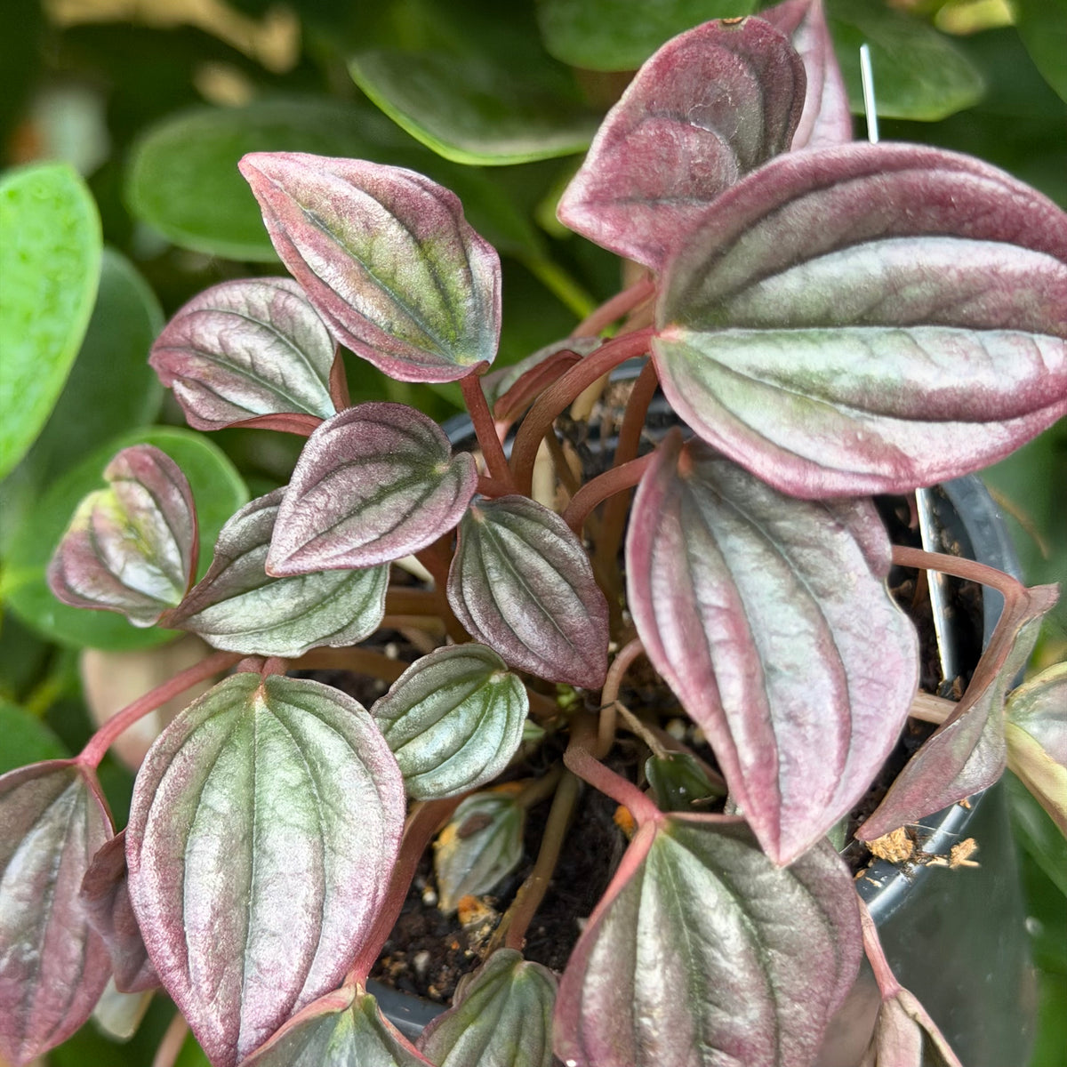 Peperomia Caperata Cayenne, 3" pot