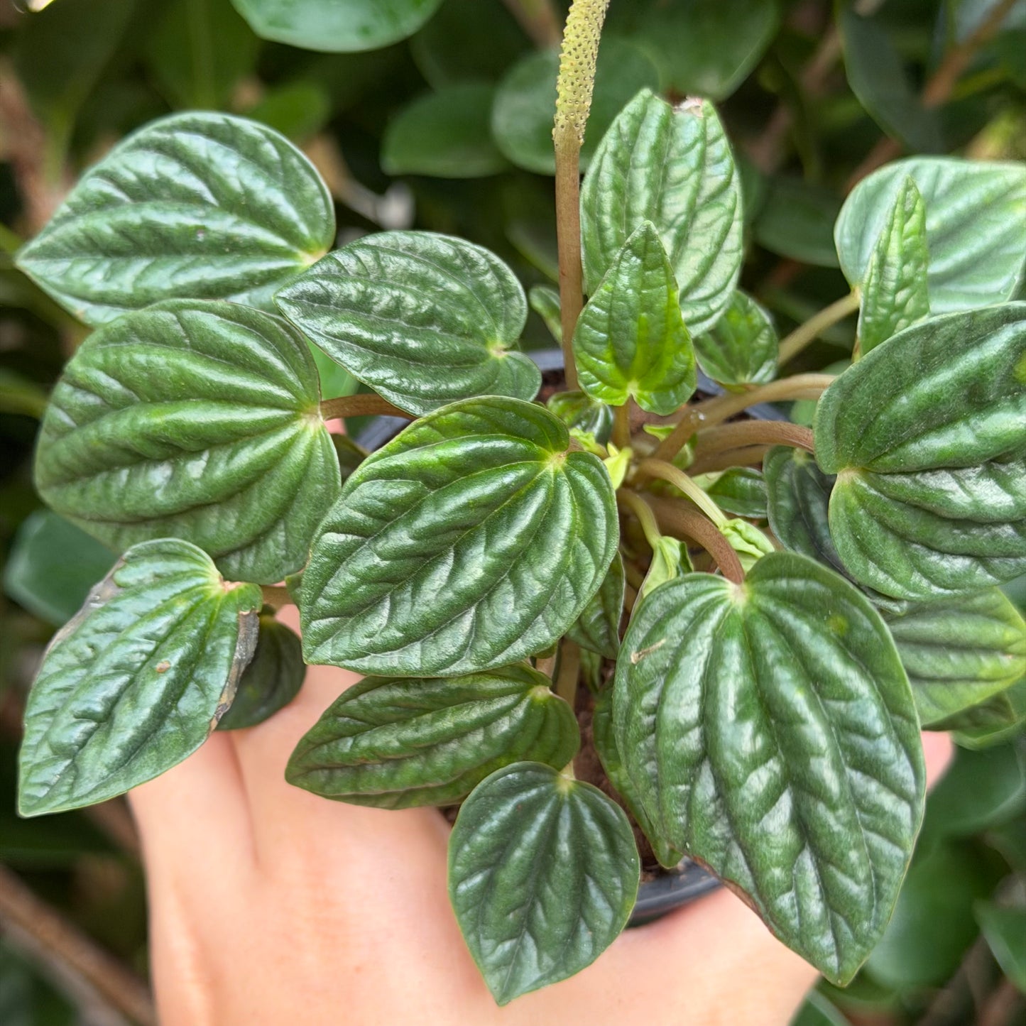Peperomia Caperata Amazonas, 3" pot