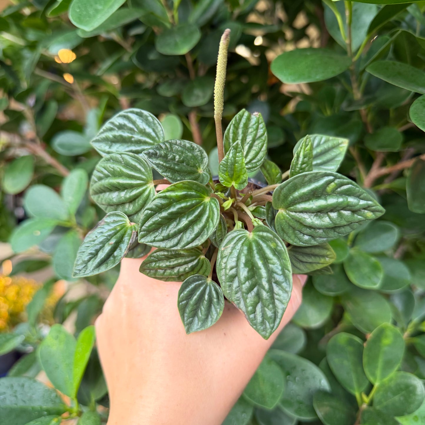 Peperomia Caperata Amazonas, 3" pot