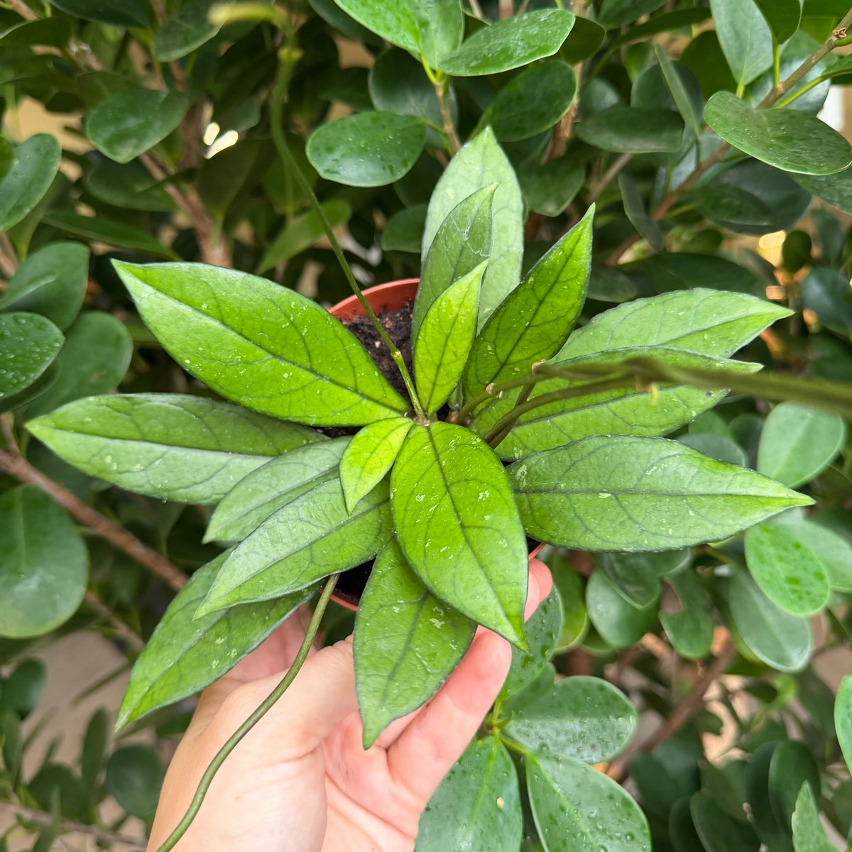 Hoya Crassiopetiolata, 4" pot
