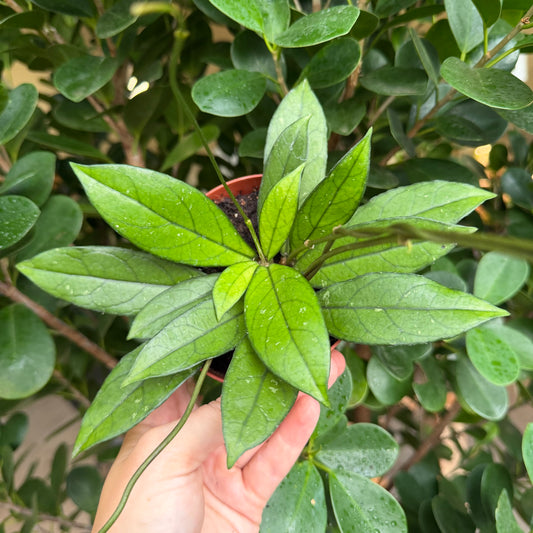 Hoya Crassiopetiolata, 4" pot