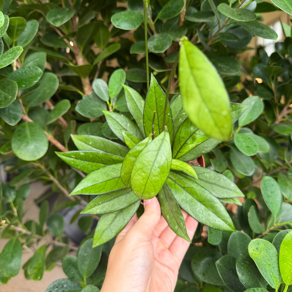 Hoya Crassiopetiolata, 4" pot