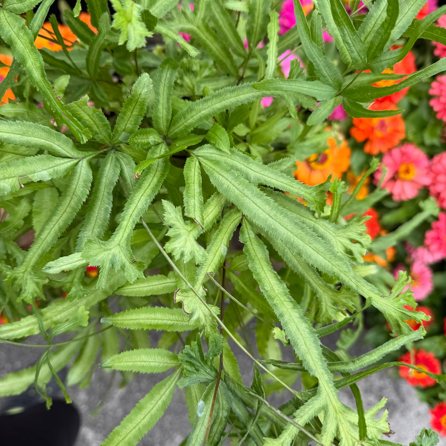 Pteris Cretica Mayi Fern, 6.5" pot