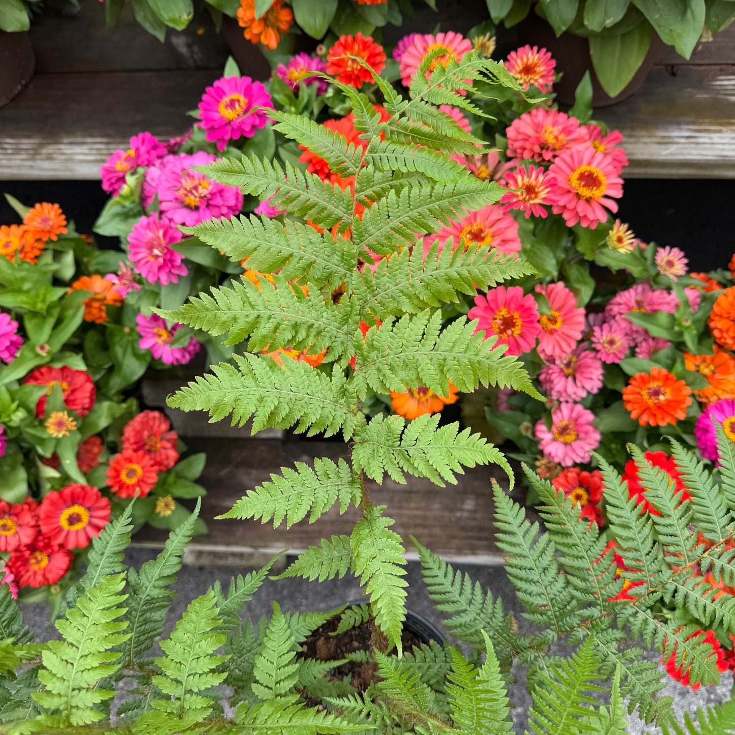 Sphaeropteris cooperi Australian Tree Fern, 6.5" pot