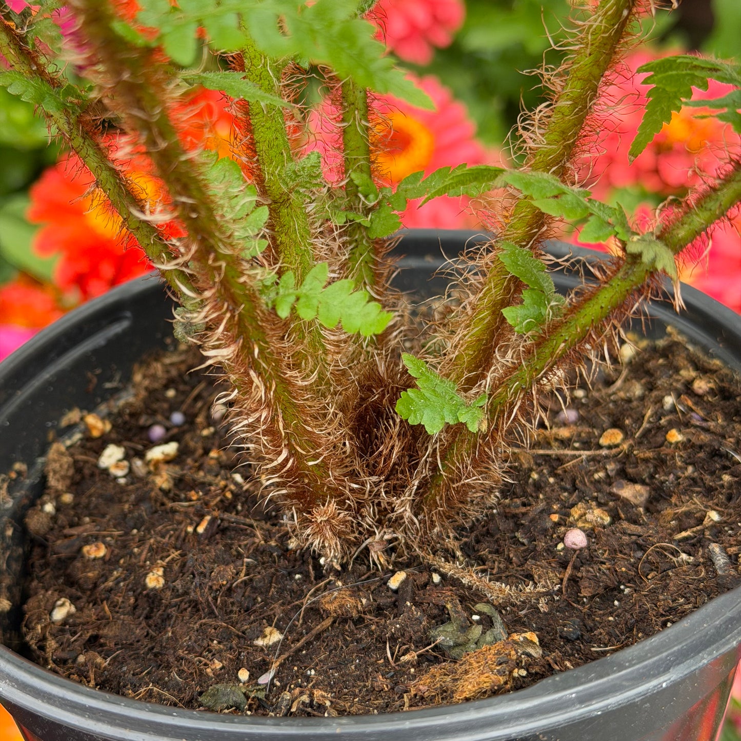 Sphaeropteris cooperi Australian Tree Fern, 6.5" pot