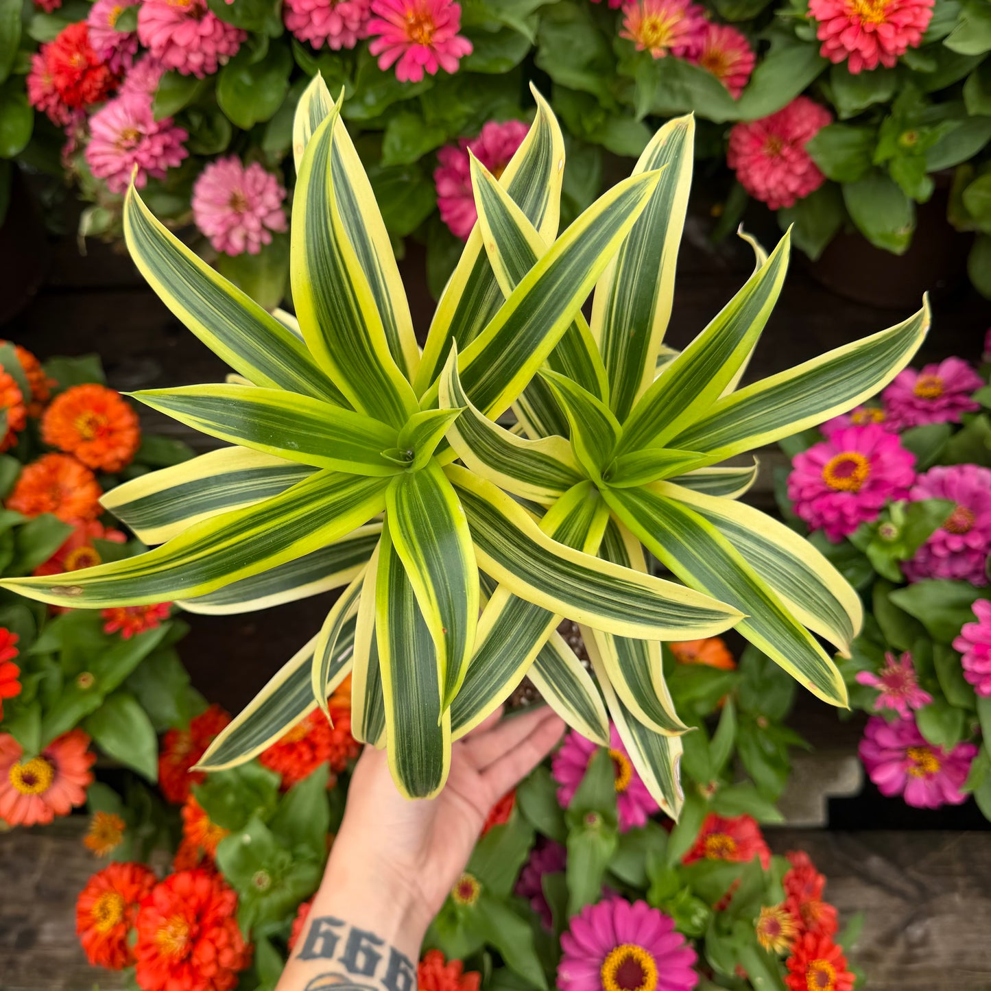 Dracaena Song of India 6" Pot