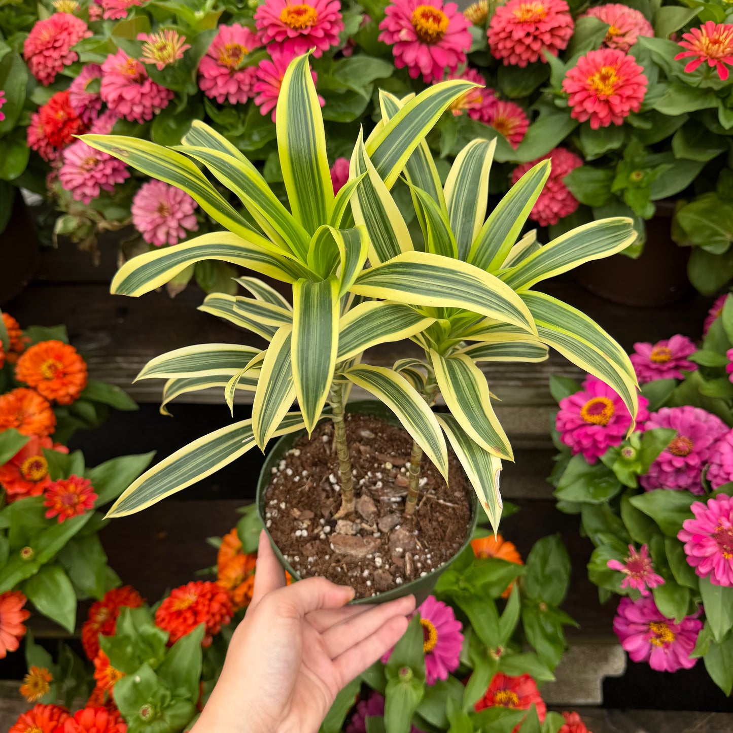 Dracaena Song of India 6" Pot