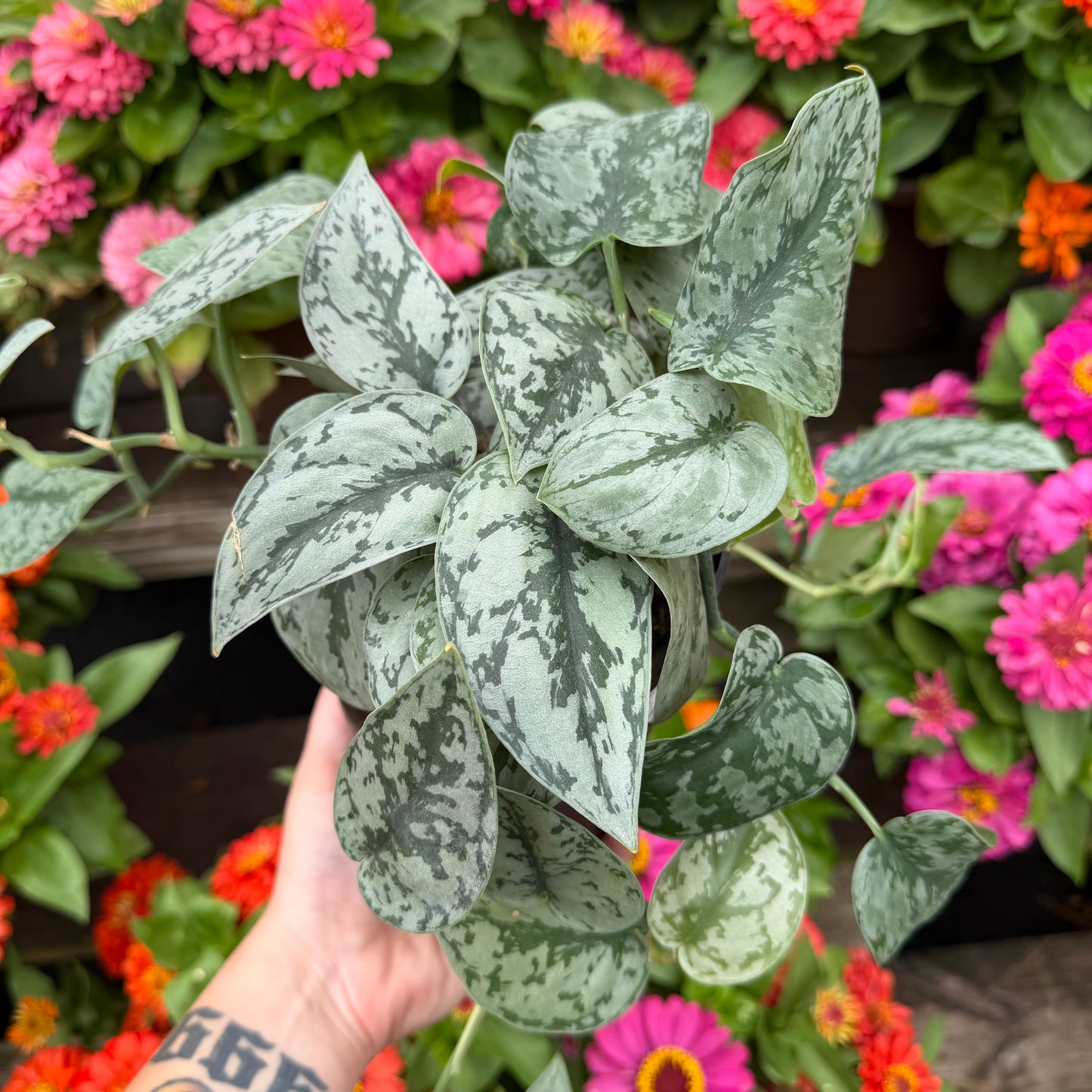 Scindapsus Pictus, 6" Pot