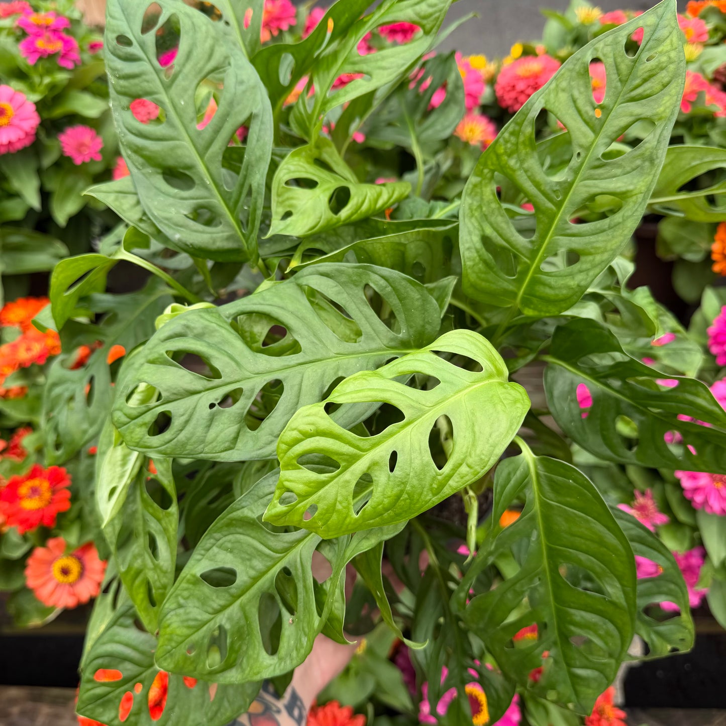 Swiss Cheese Plant Monstera Adansonii, 6" pot