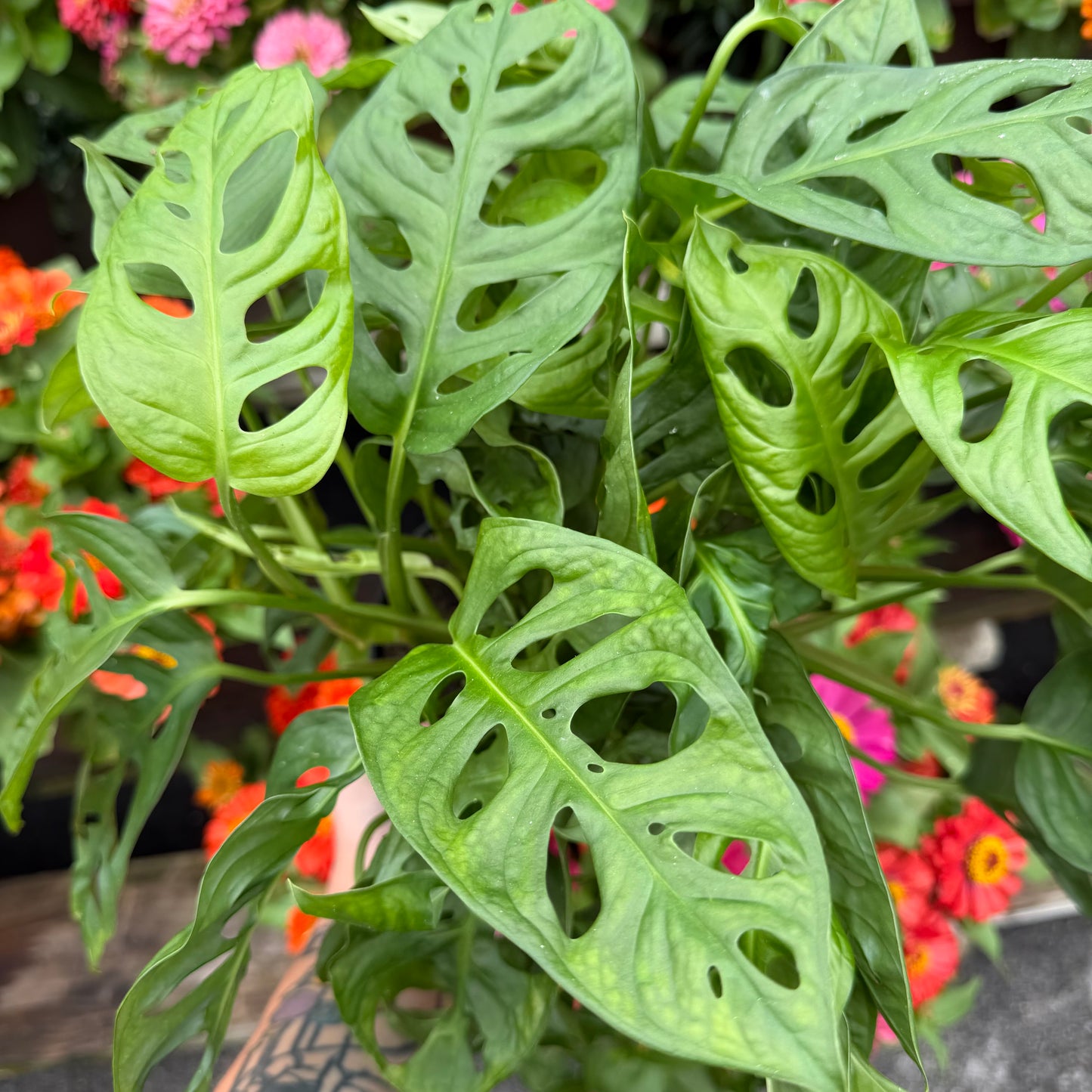Swiss Cheese Plant Monstera Adansonii, 6" pot