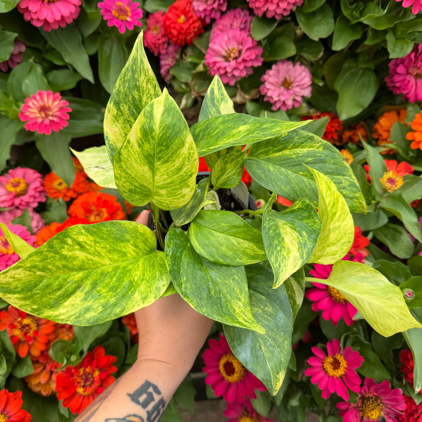 Neon Queen Pothos, 4.5" Pot
