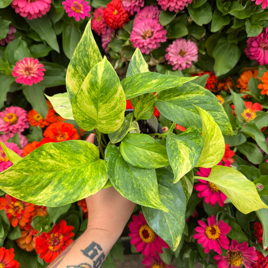 Neon Queen Pothos, 4.5" Pot