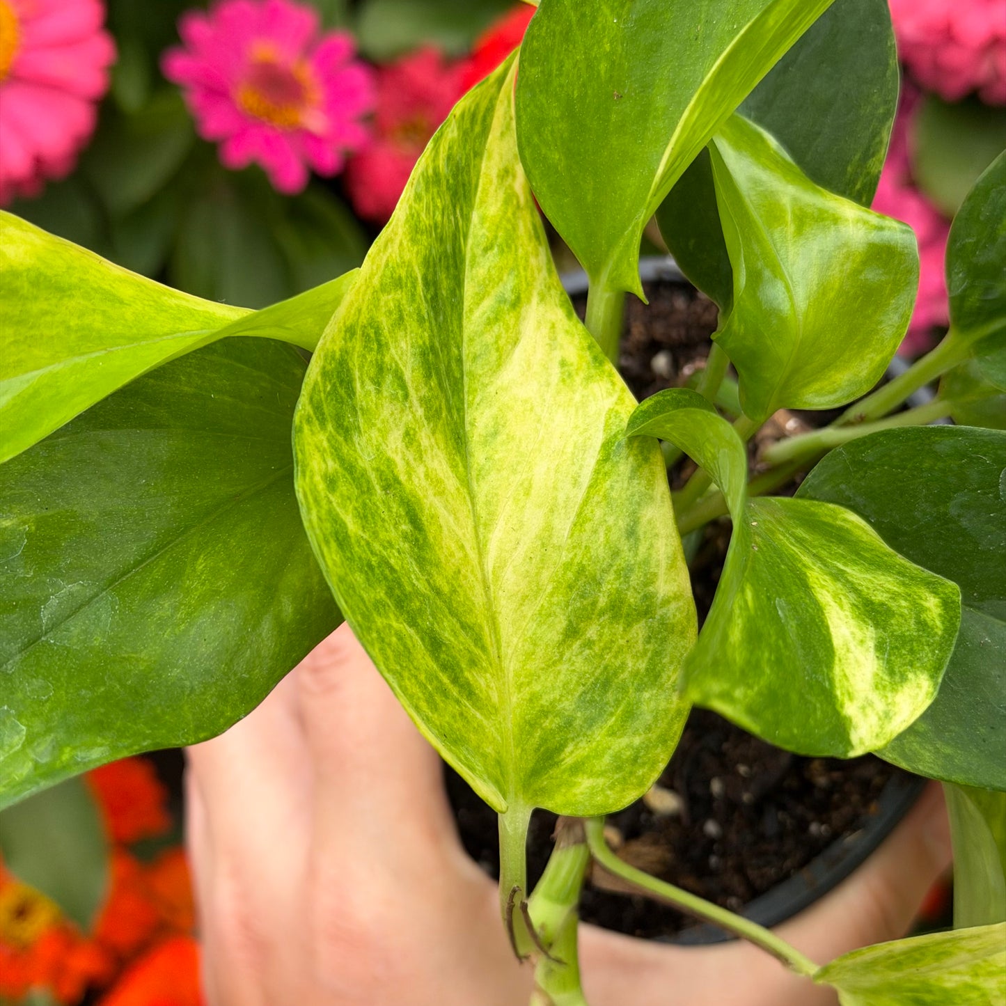 Neon Queen Pothos, 4.5" Pot