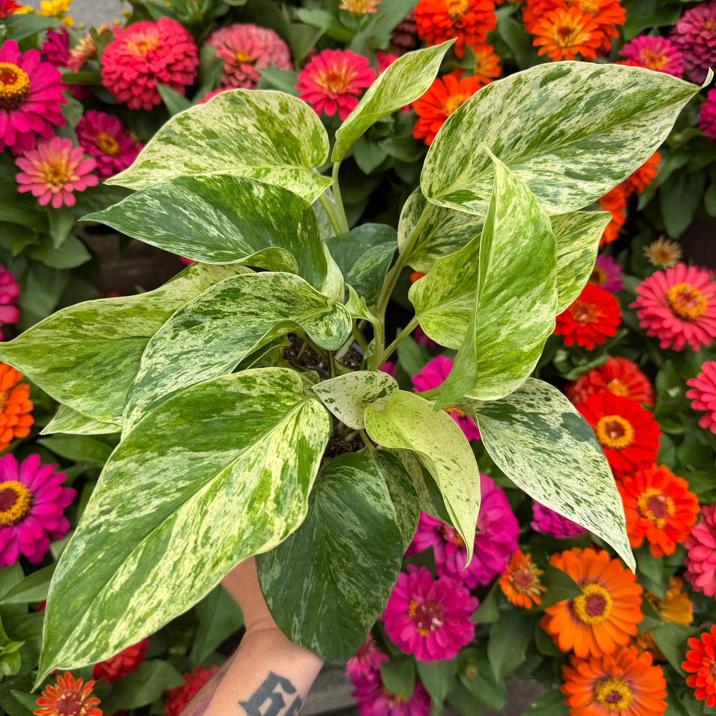 Marble Queen Pothos, 4.5" Pot