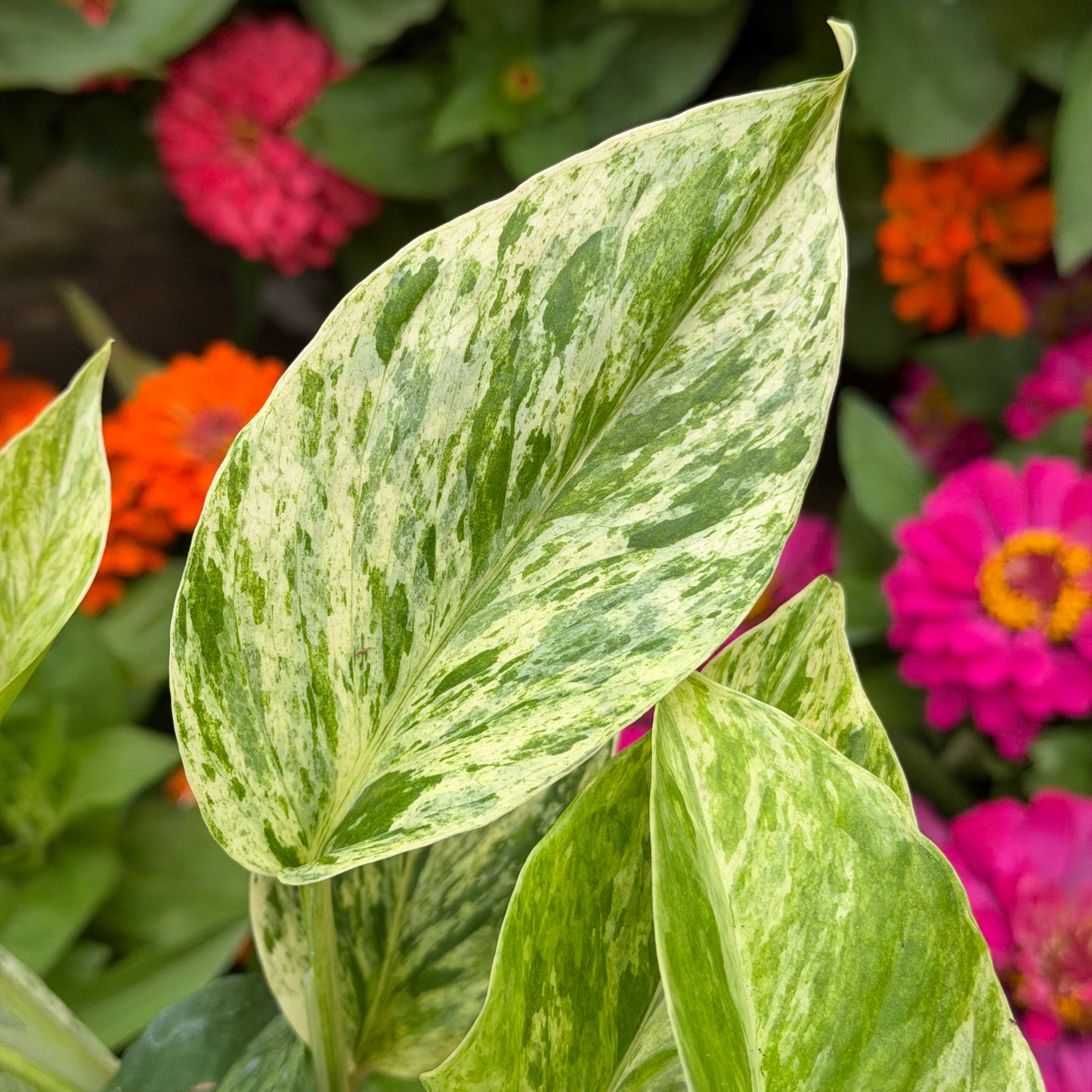 Marble Queen Pothos, 4.5" Pot