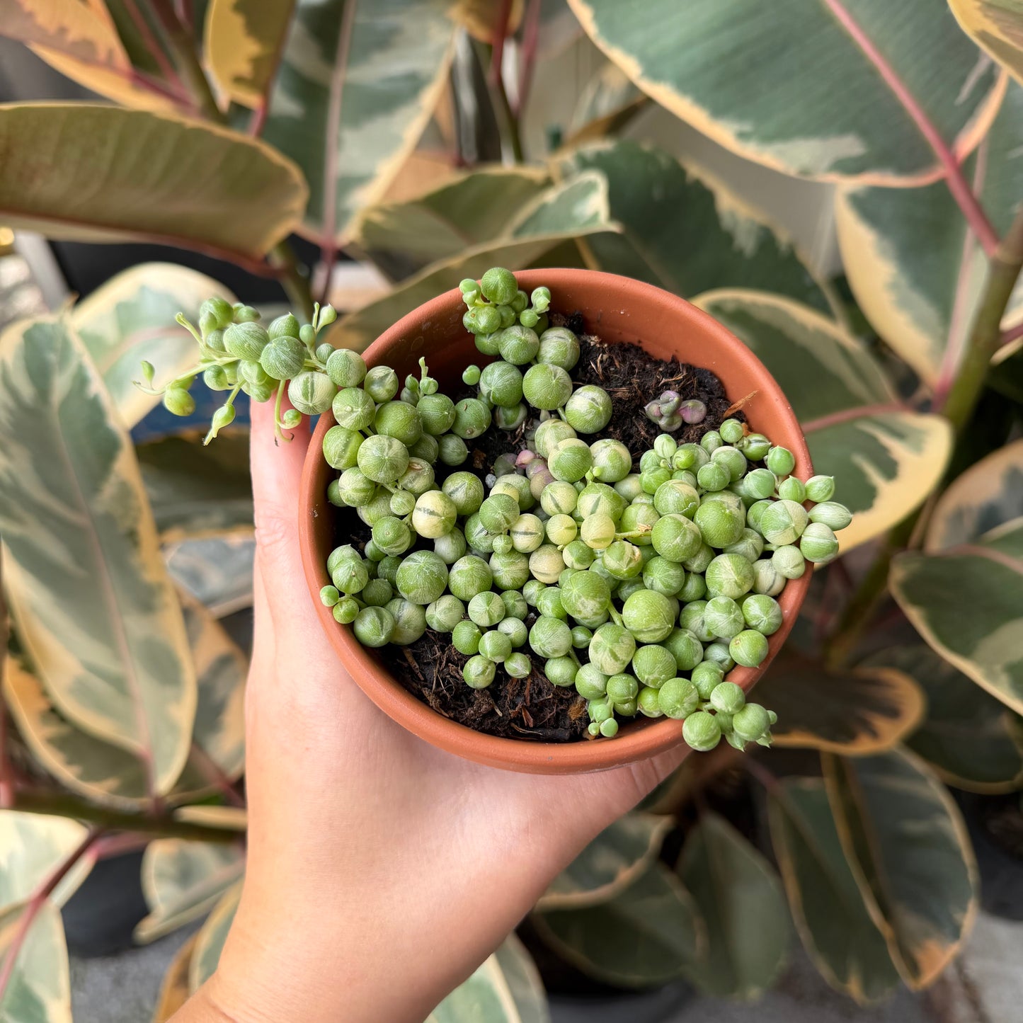 SUBSCRIPTION: Small, 4” Monthly Plant Subscription – August '26