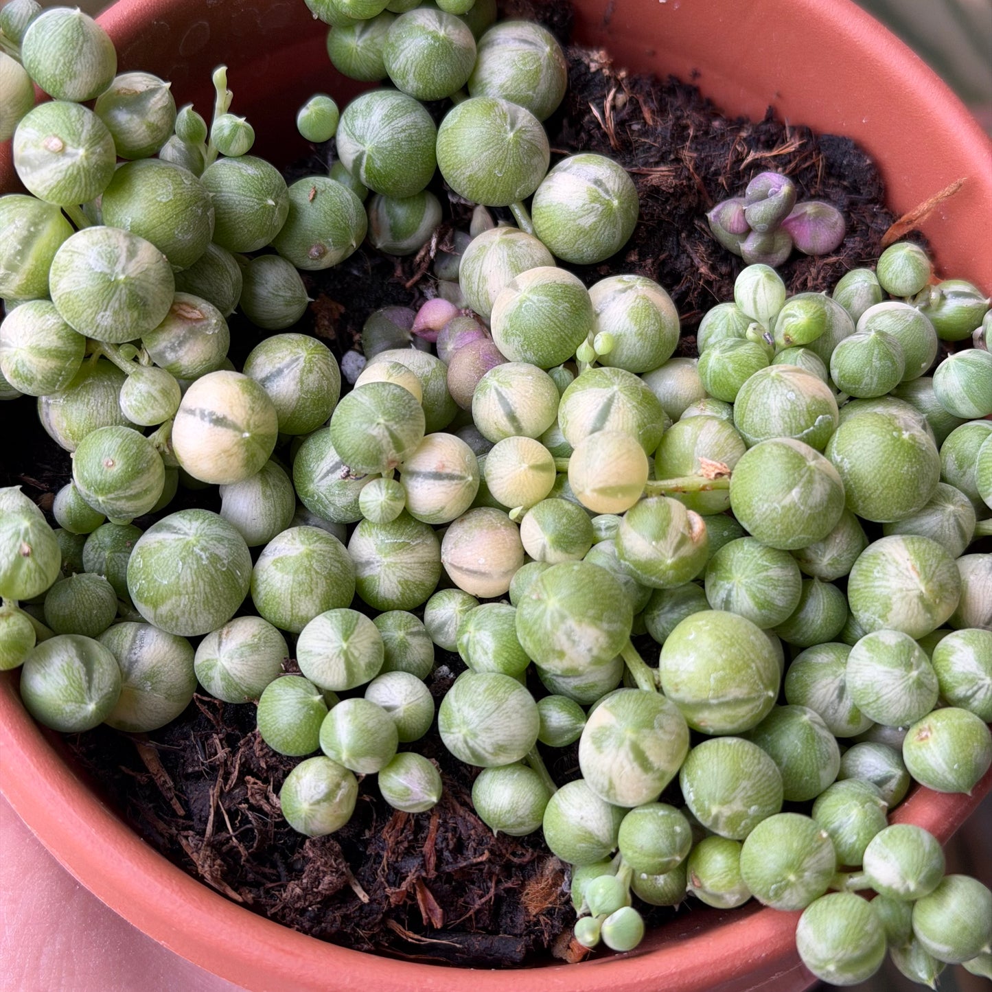 SUBSCRIPTION: Small, 4” Monthly Plant Subscription – August '26