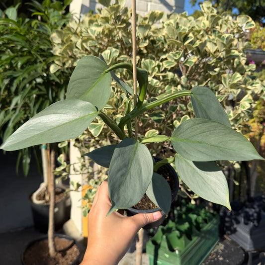 SUBSCRIPTION: Small, 4” Monthly Plant Subscription – September '26