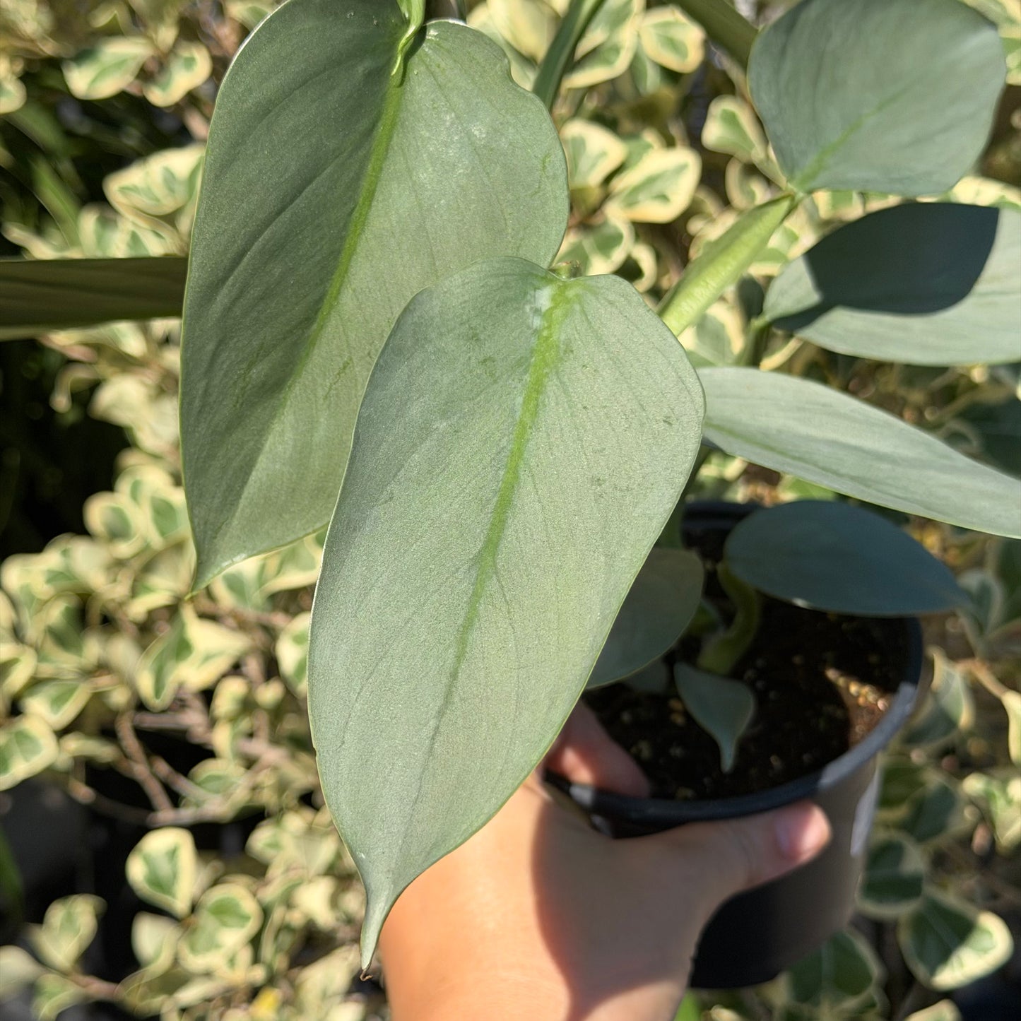 SUBSCRIPTION: Small, 4” Monthly Plant Subscription – September '26