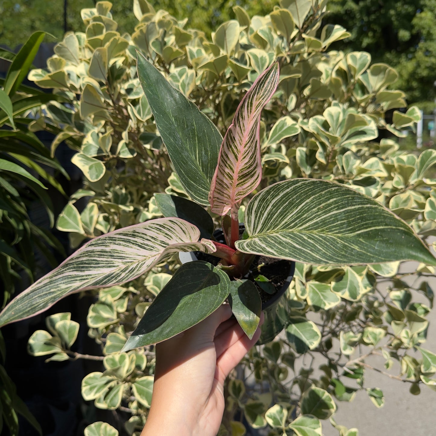 SUBSCRIPTION: Medium, 6” Monthly Plant Subscription – September '26