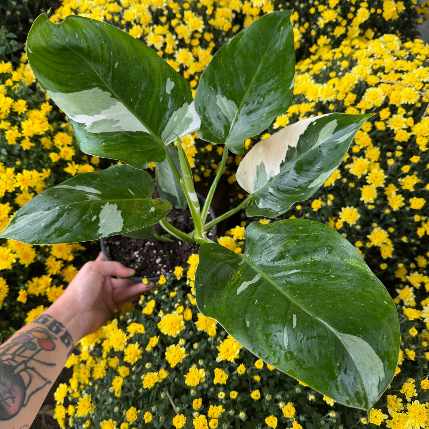 SUBSCRIPTION: Medium, 6” Monthly Plant Subscription – October '26