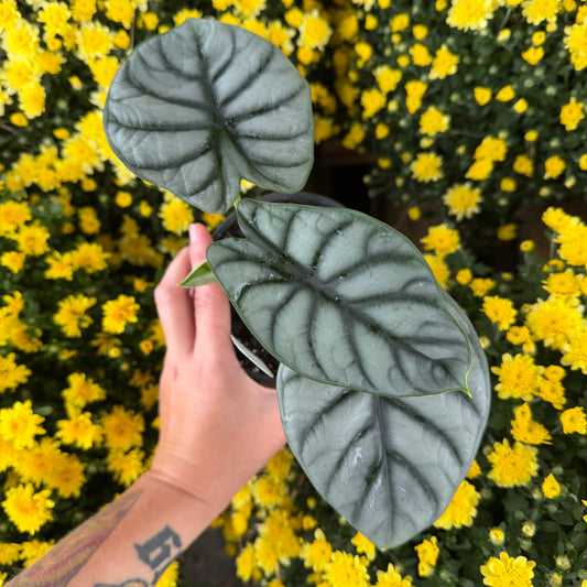 SUBSCRIPTION: Small, 4” Monthly Plant Subscription – October '26