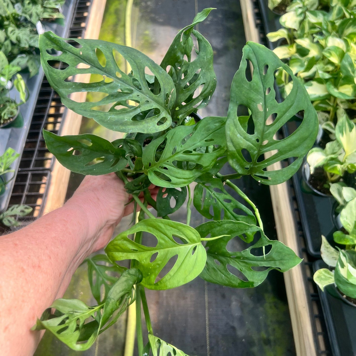 SUBSCRIPTION: Small, 4” Monthly Plant Subscription – July '26