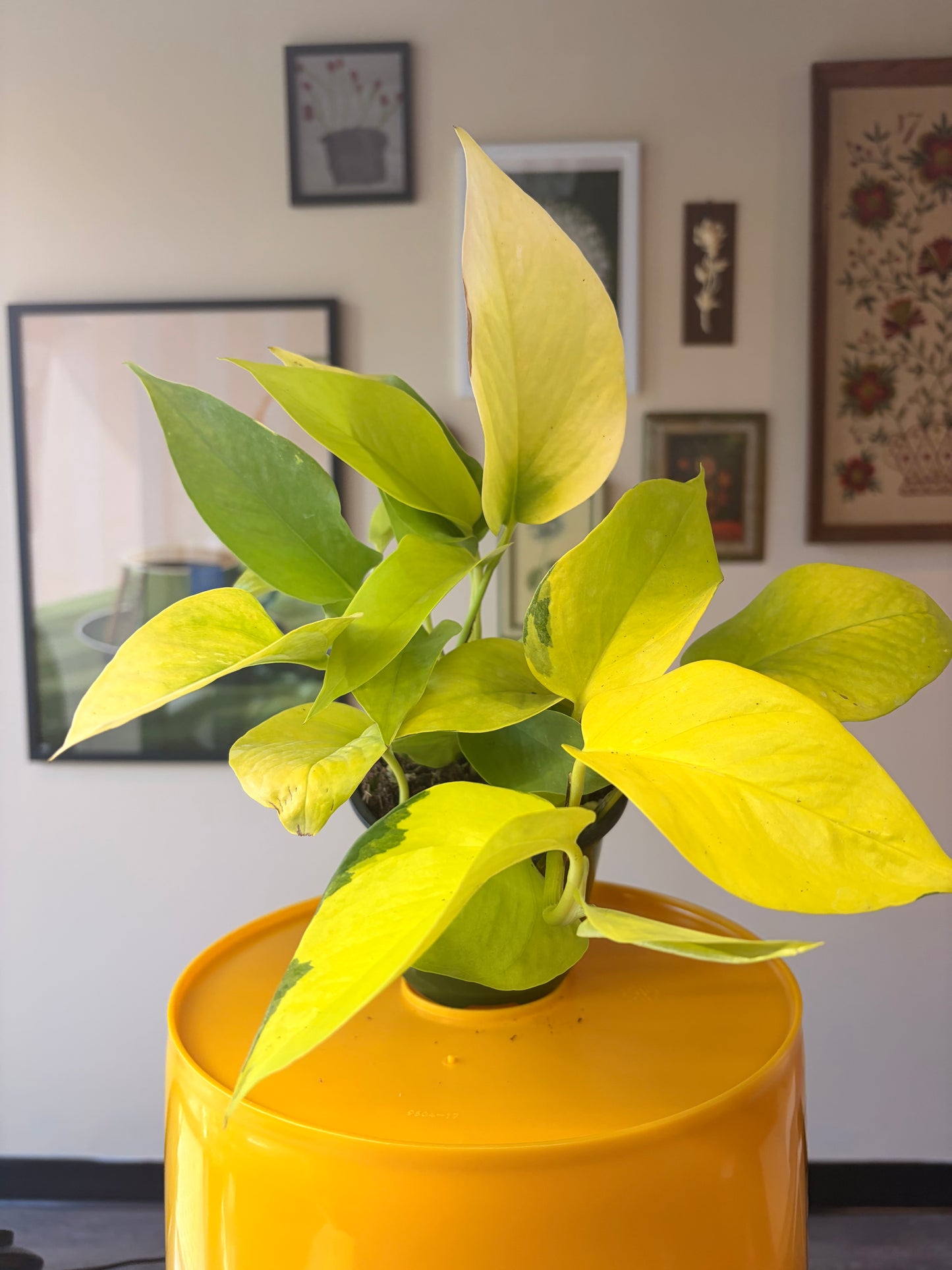 Neon Pothos