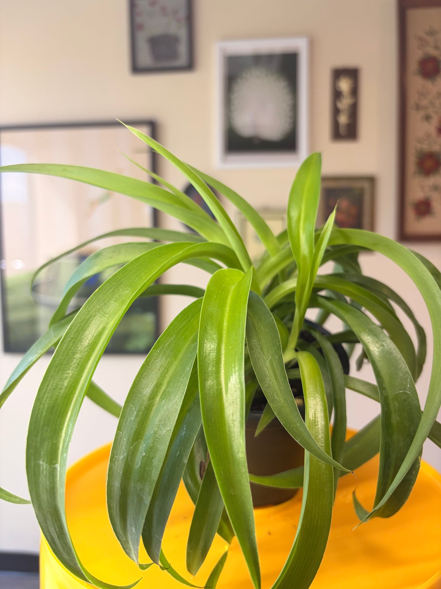 Spider Plant 'Green Bonnie'