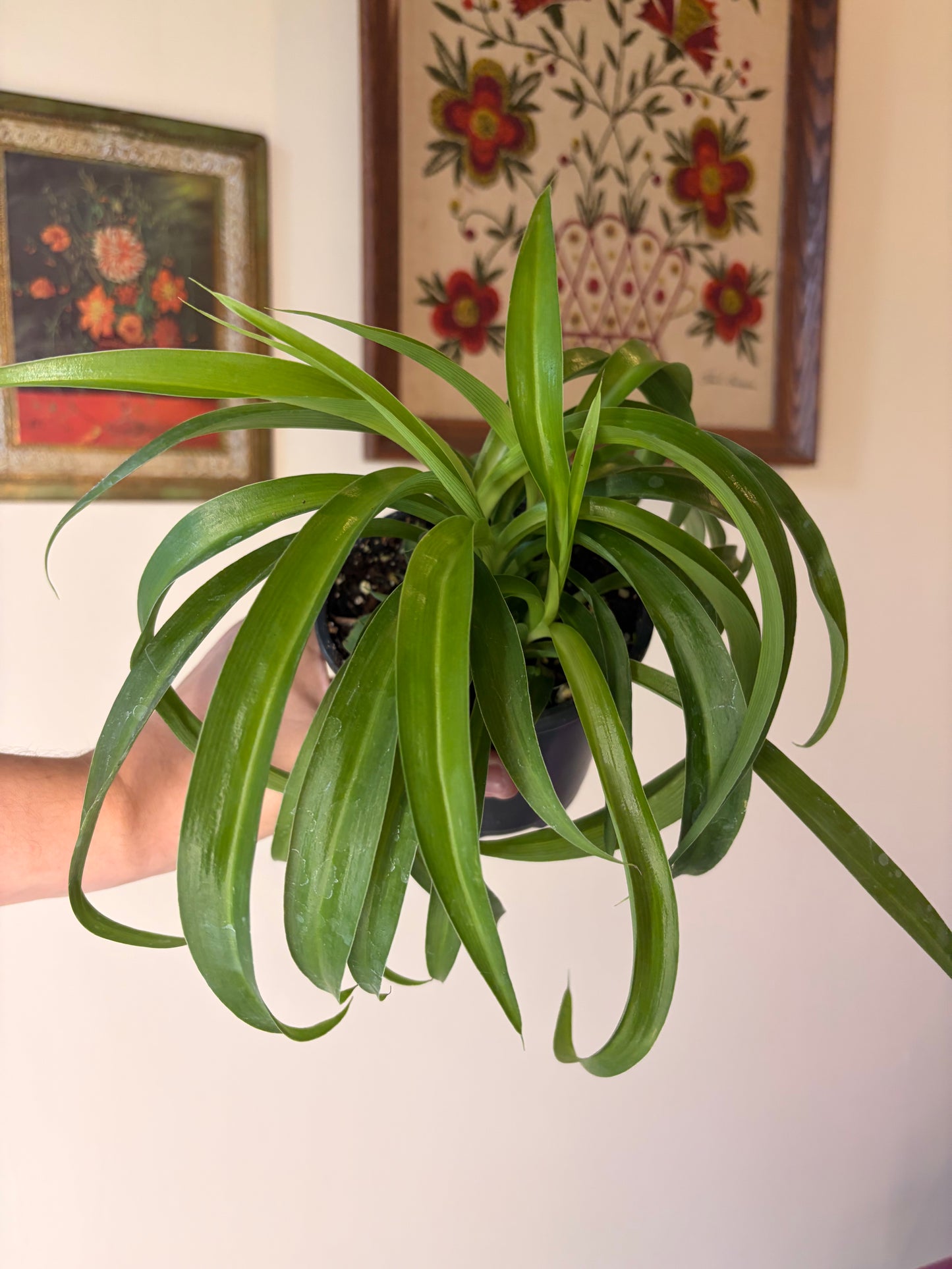 Spider Plant 'Green Bonnie'