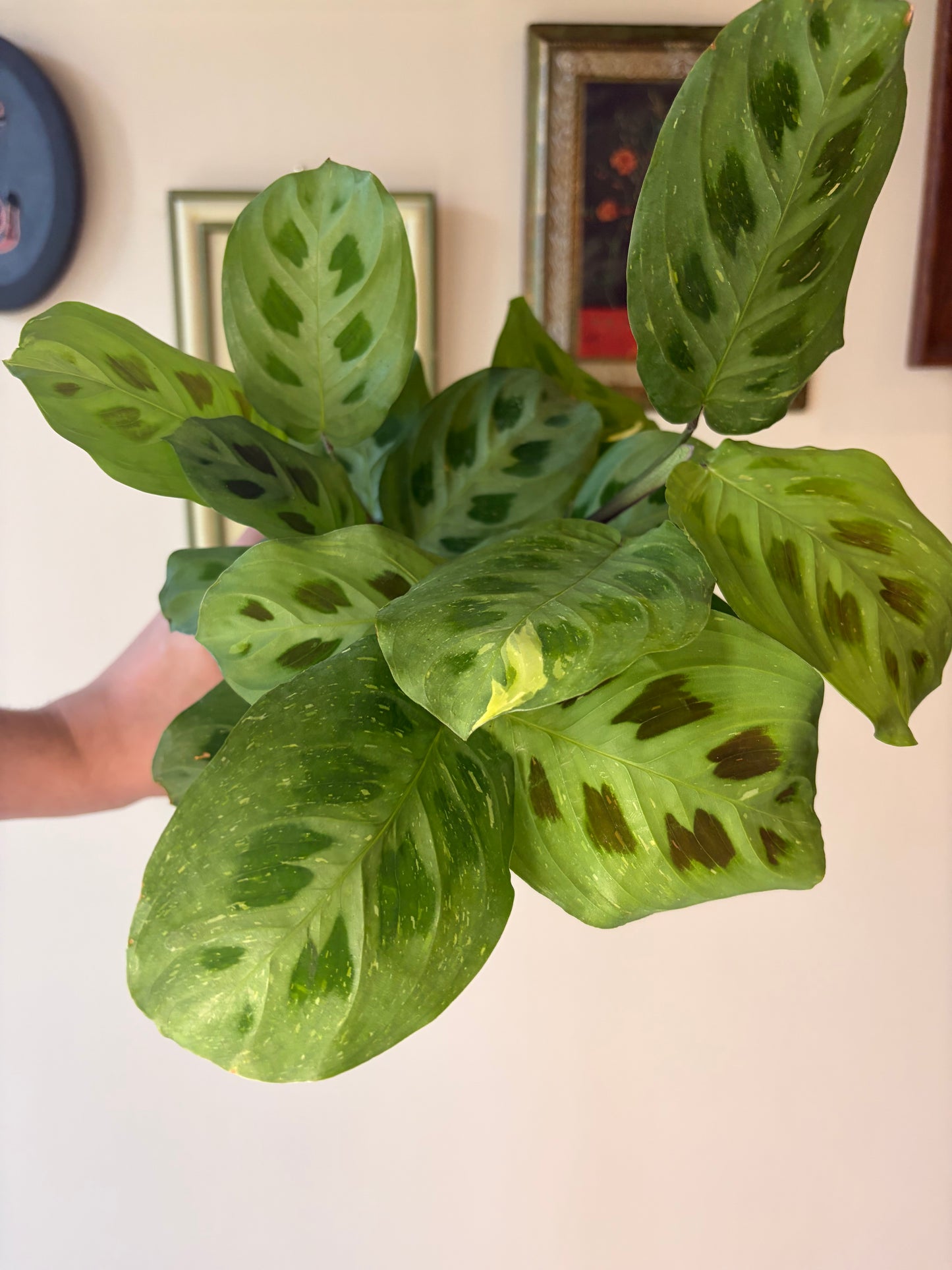 Maranta Green Variegated