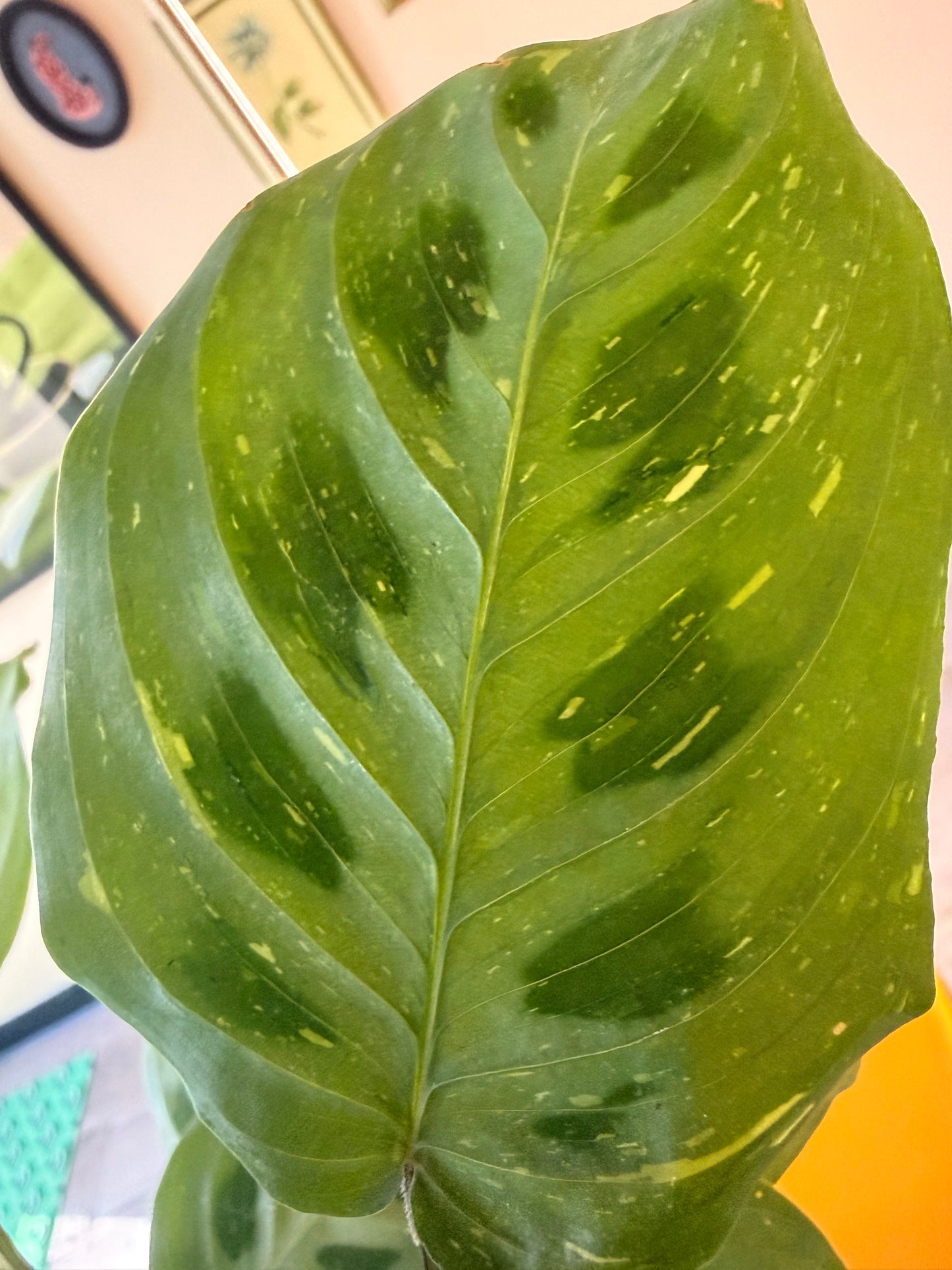 Maranta Green Variegated