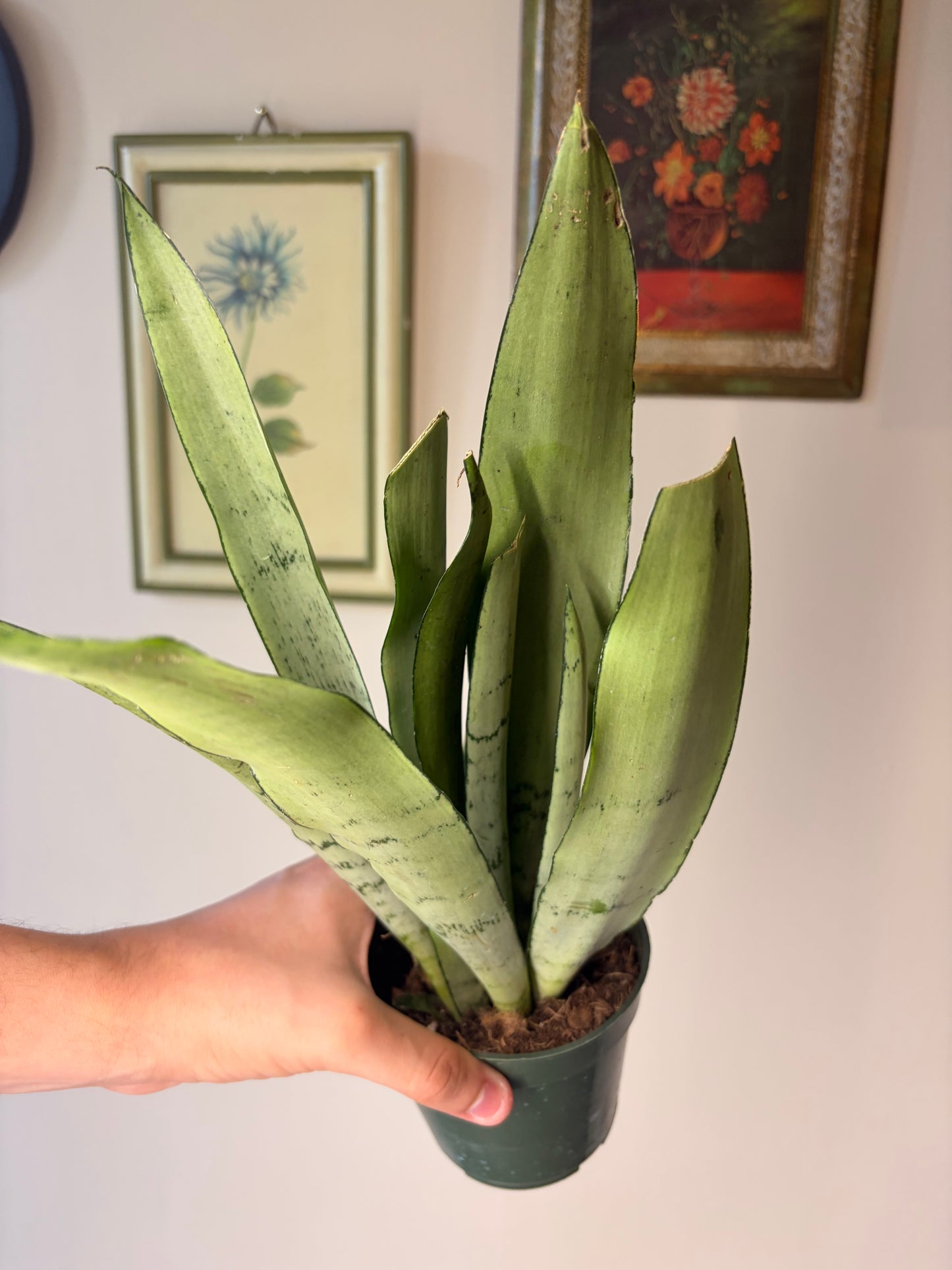 Assorted Snake Plant