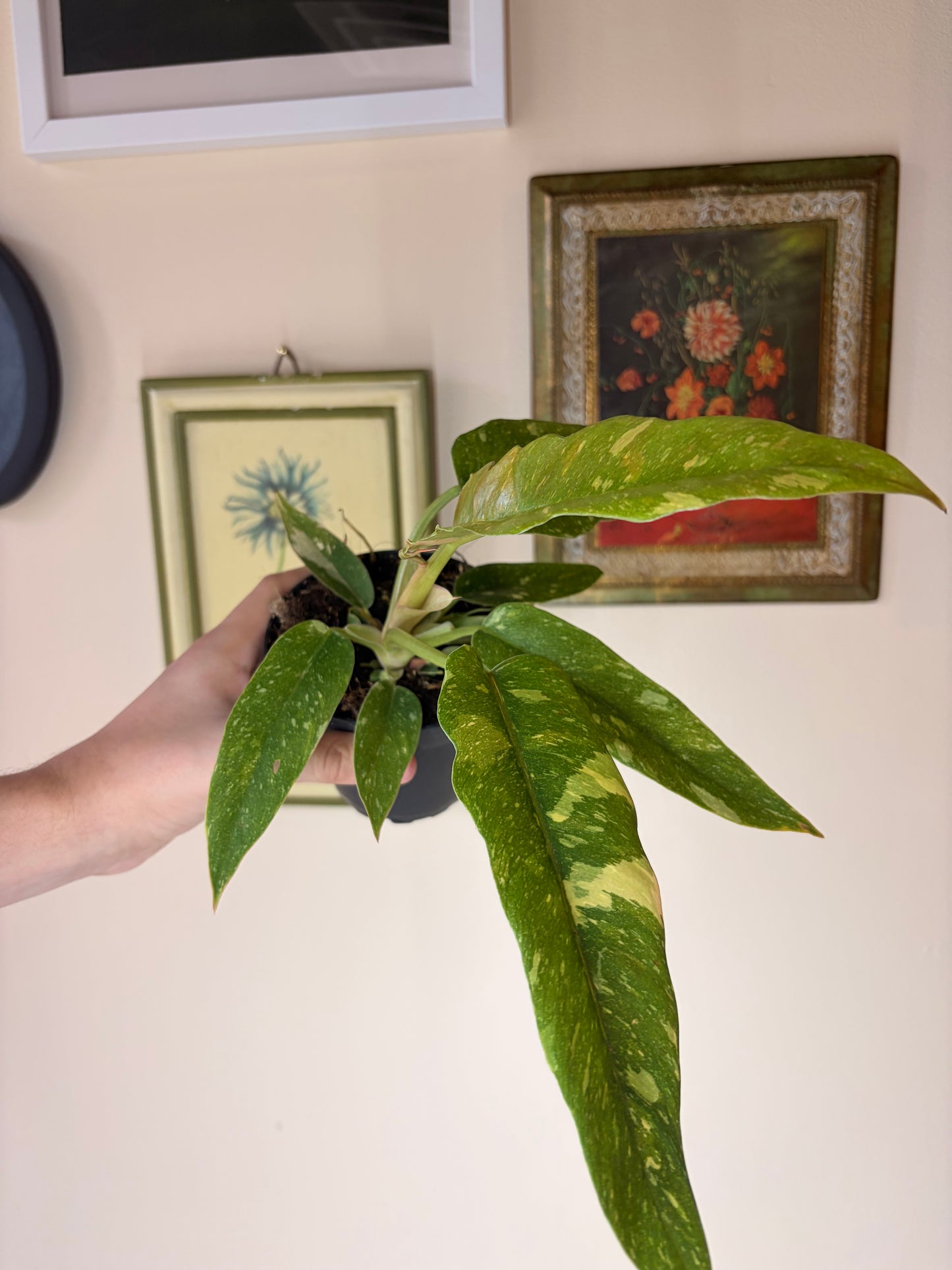 Philodendron 'Ring of Fire'