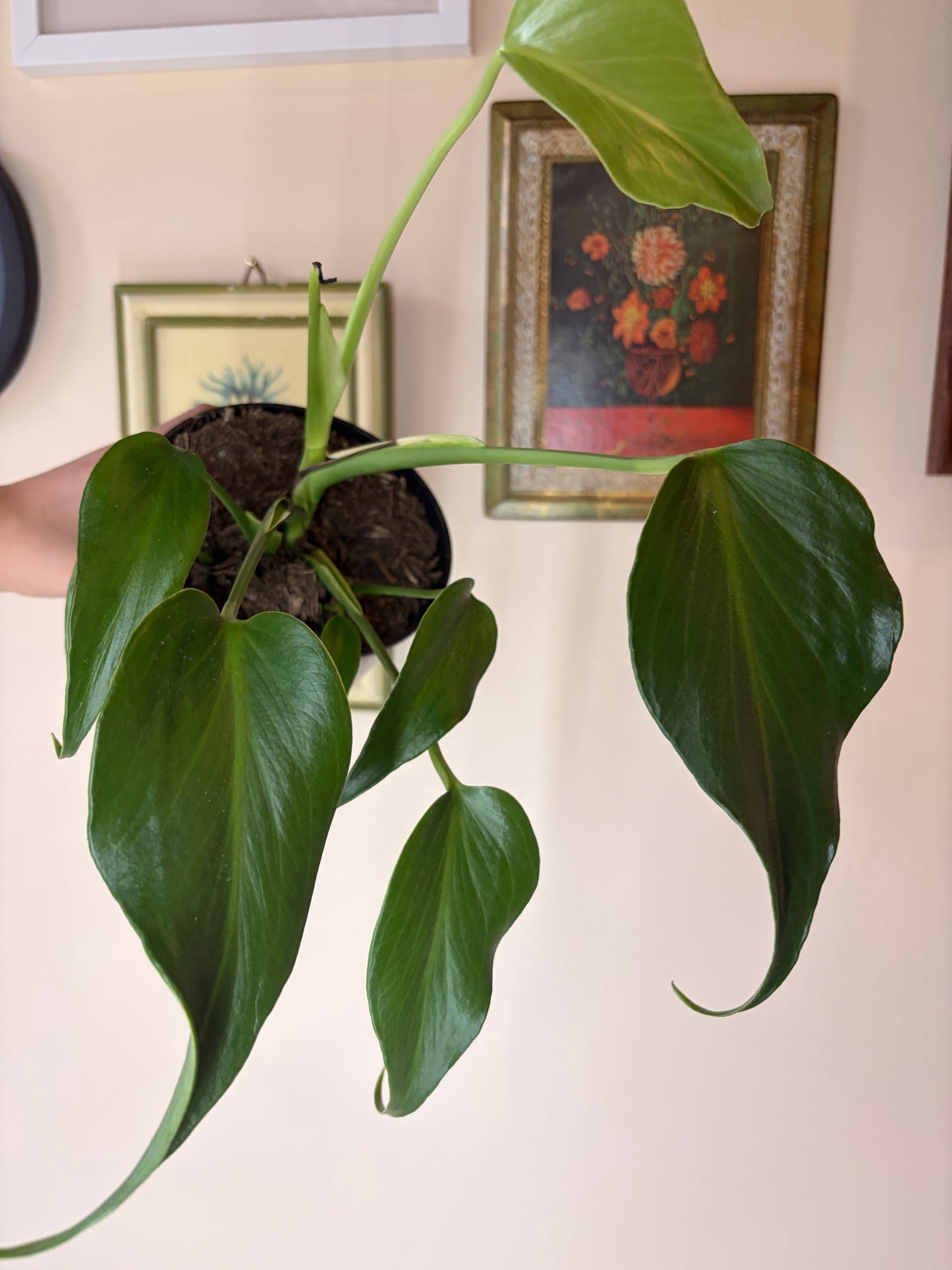 Philodendron 'Burle Marx Flame'