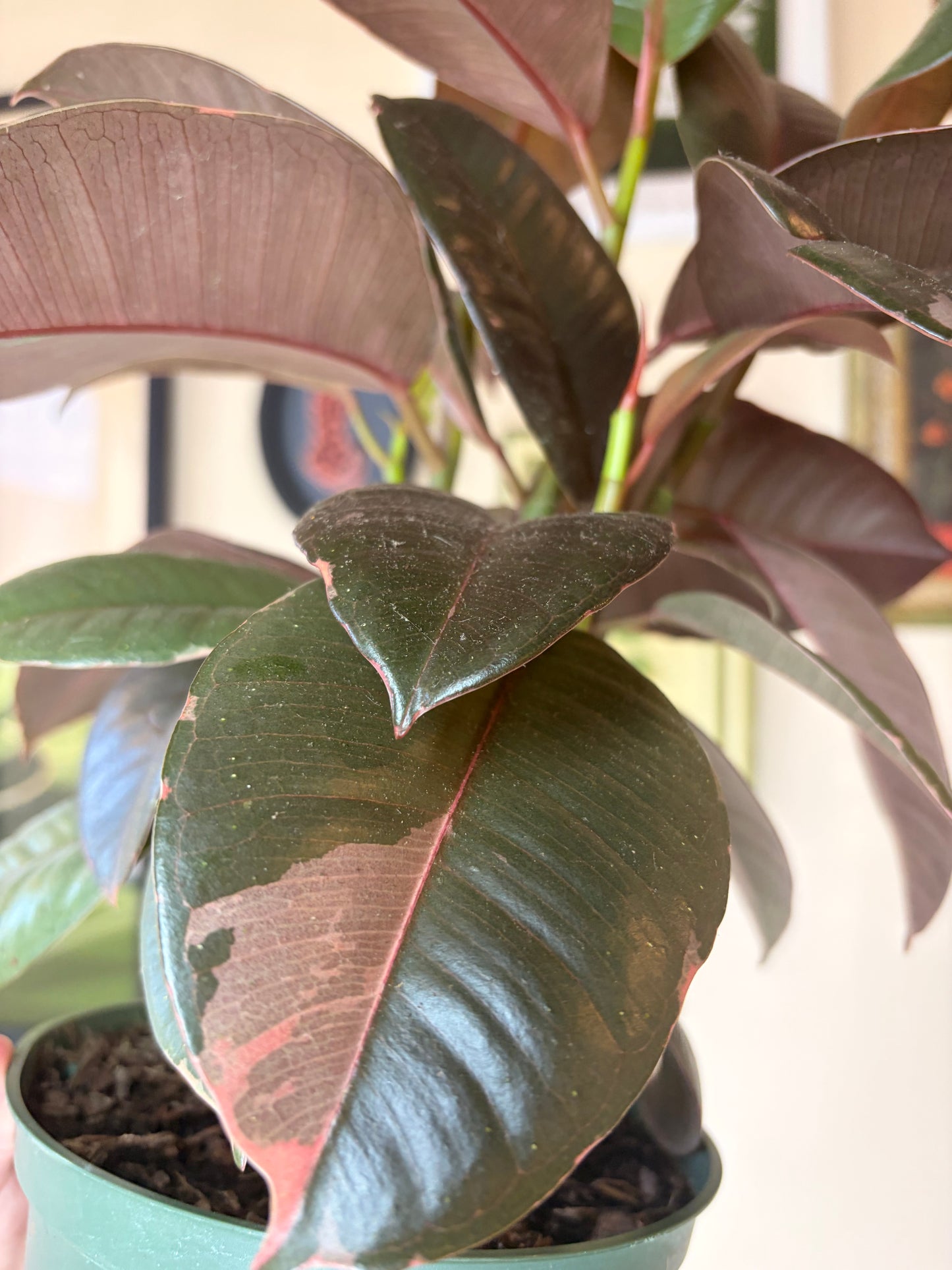 Ficus Elastica 'Ruby Pink'