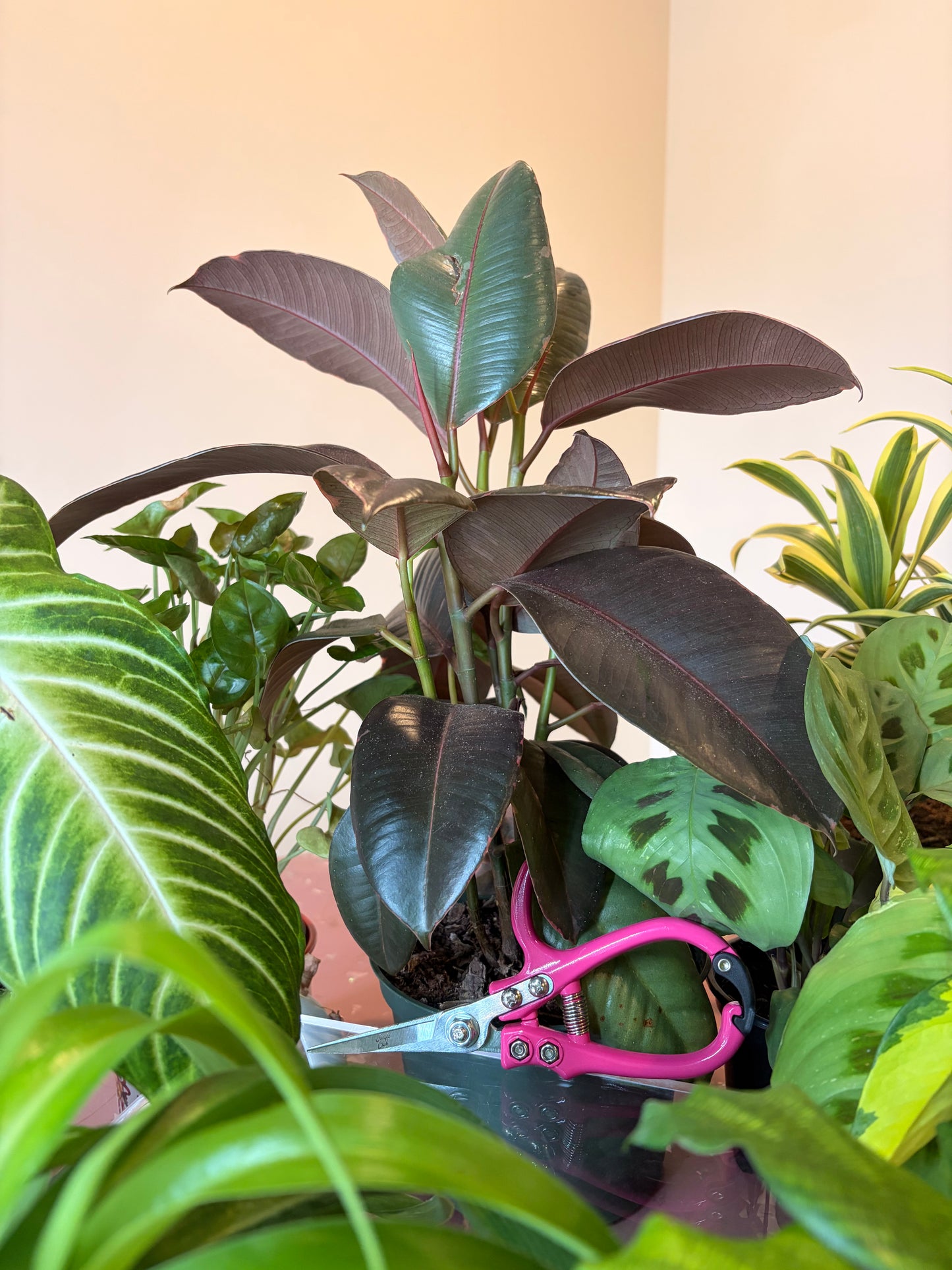 Plant Shears