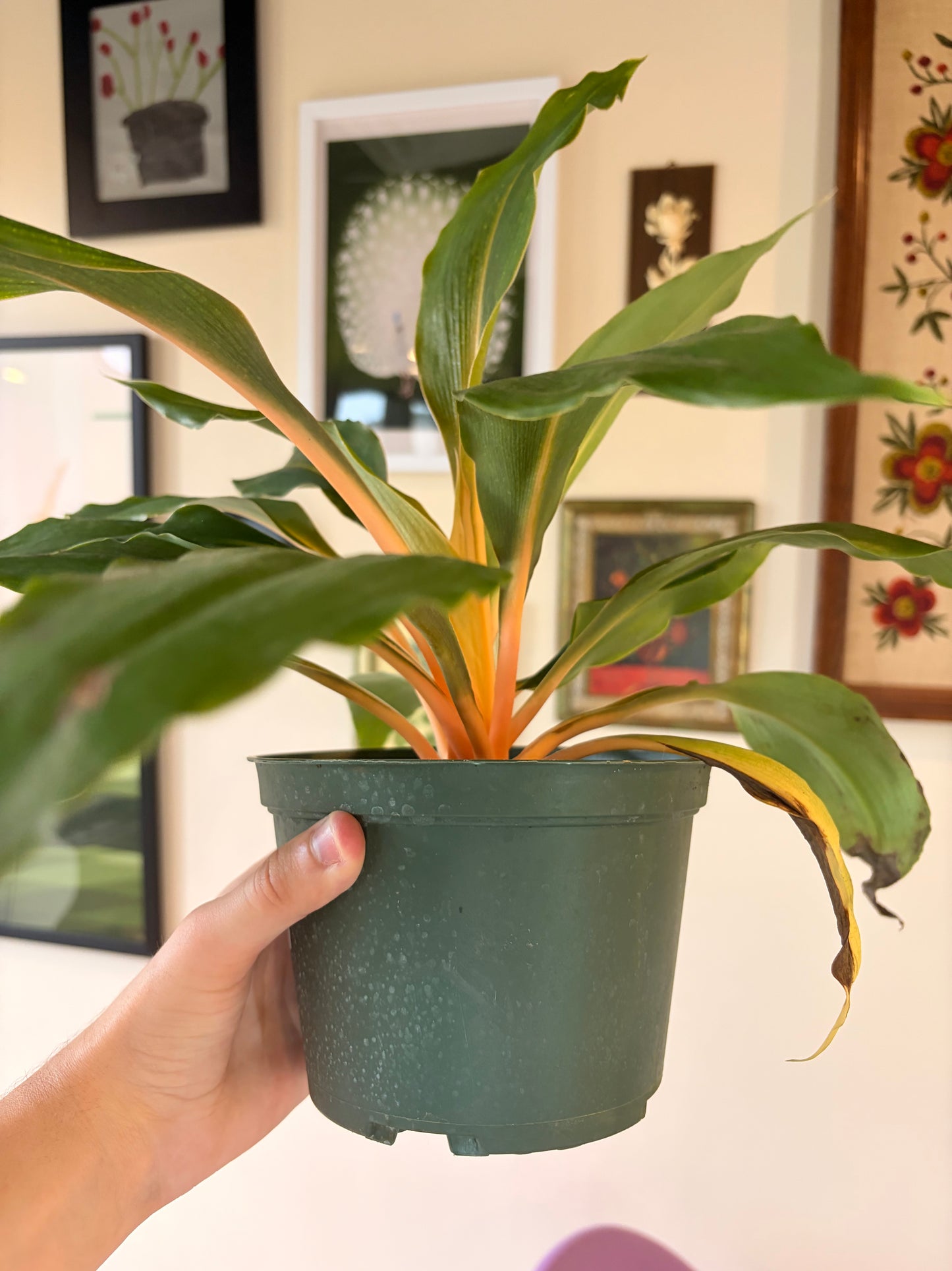 Chlorophytum Mandarin Orange, 6" pot
