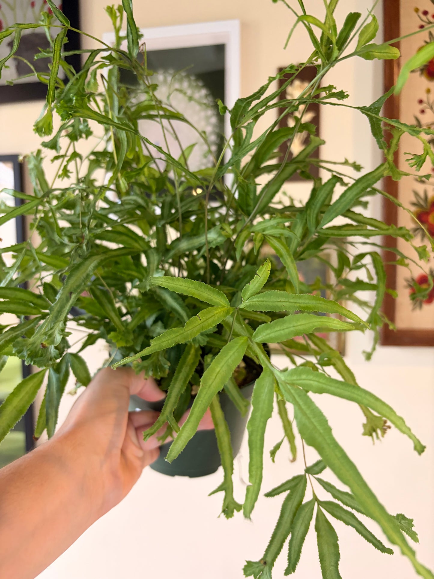 Pteris Cretica Mayi Fern, 6.5" pot