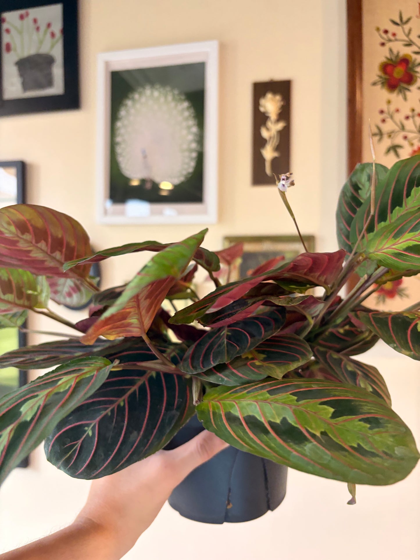 Maranta Red Prayer Plant, 6" pot