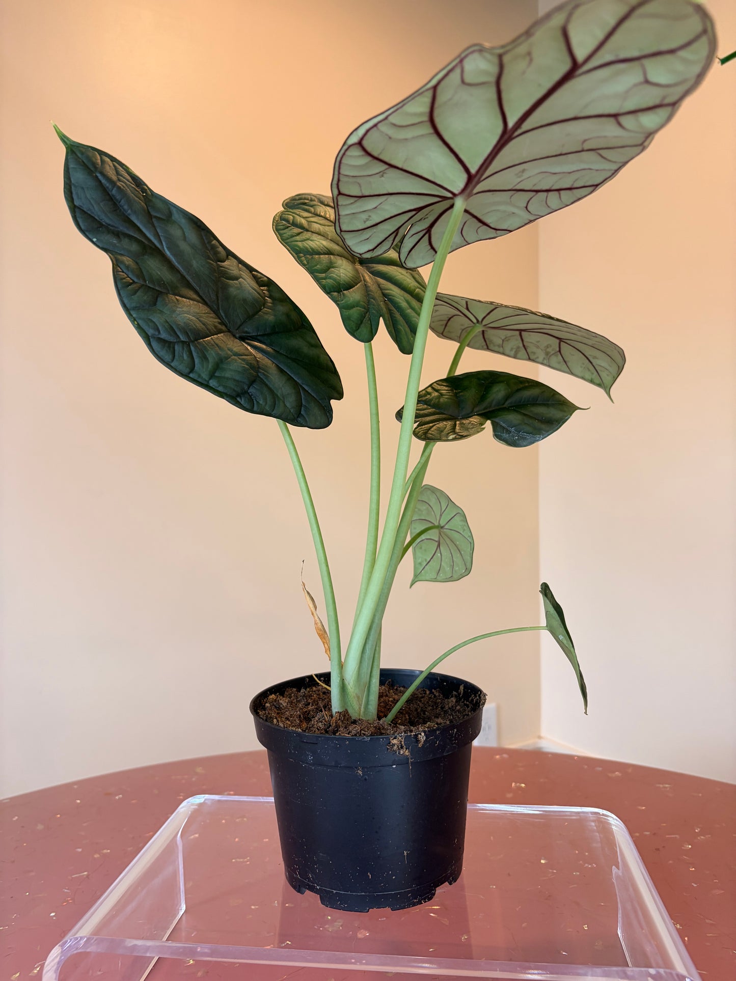 Alocasia Dragon Scale, 6" pot