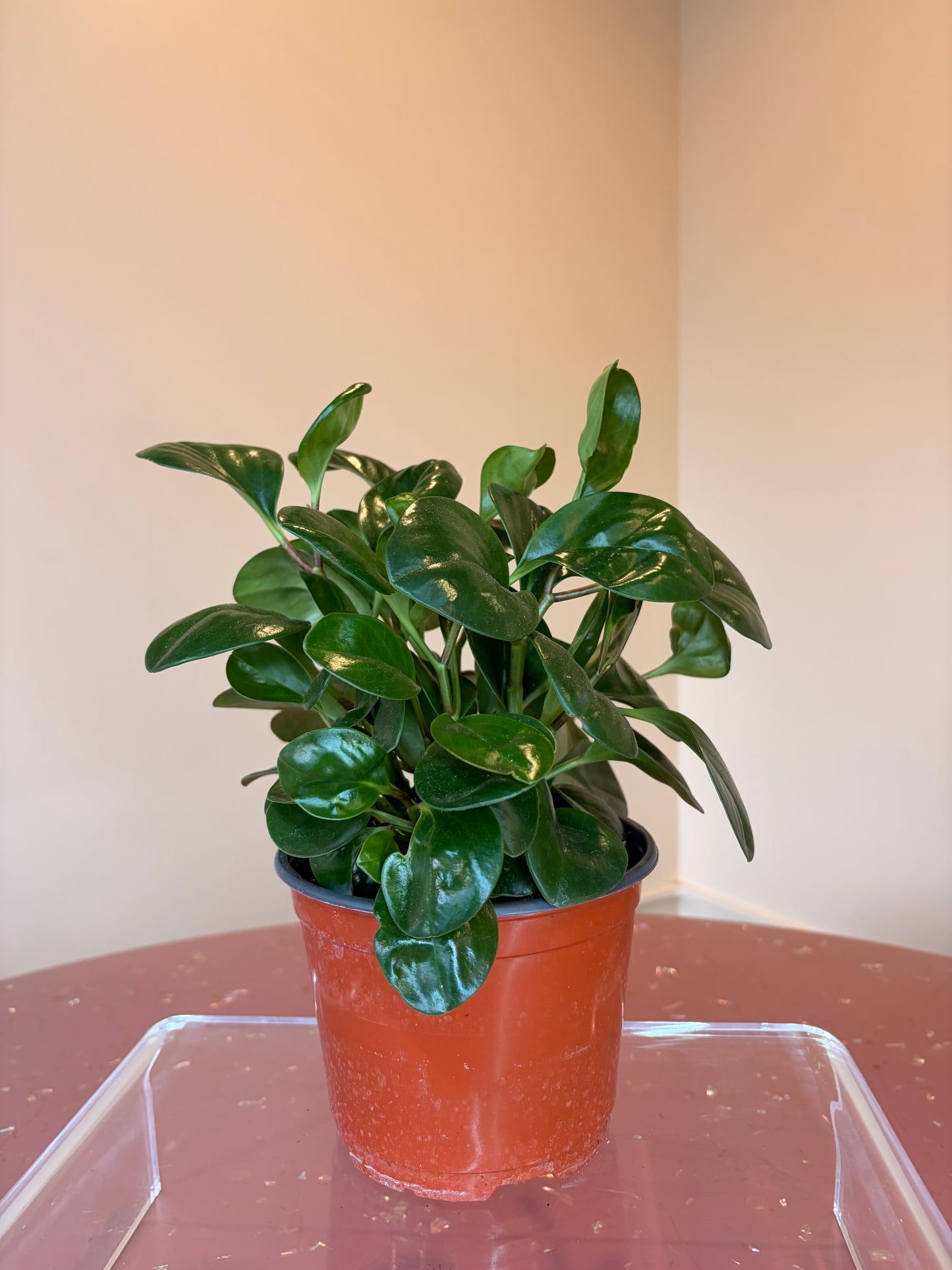 Assorted Peperomia, 6" pot